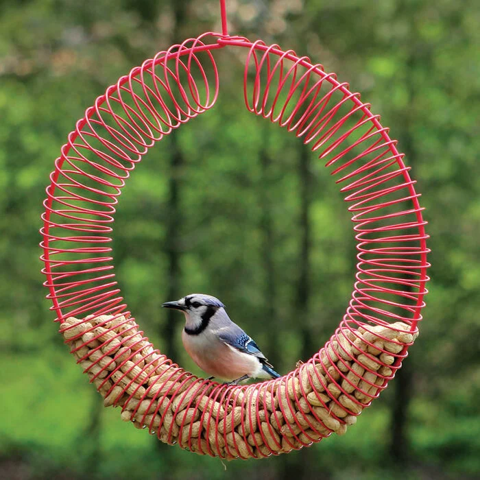 Store Updates Bird News The Wood Thrush Shop