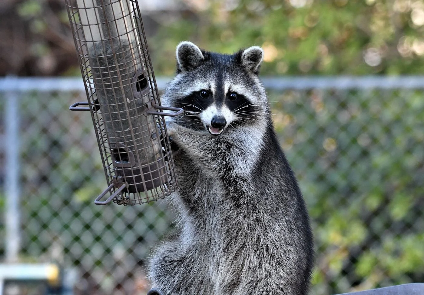 How To Keep Raccoons Away From Bird Feeders