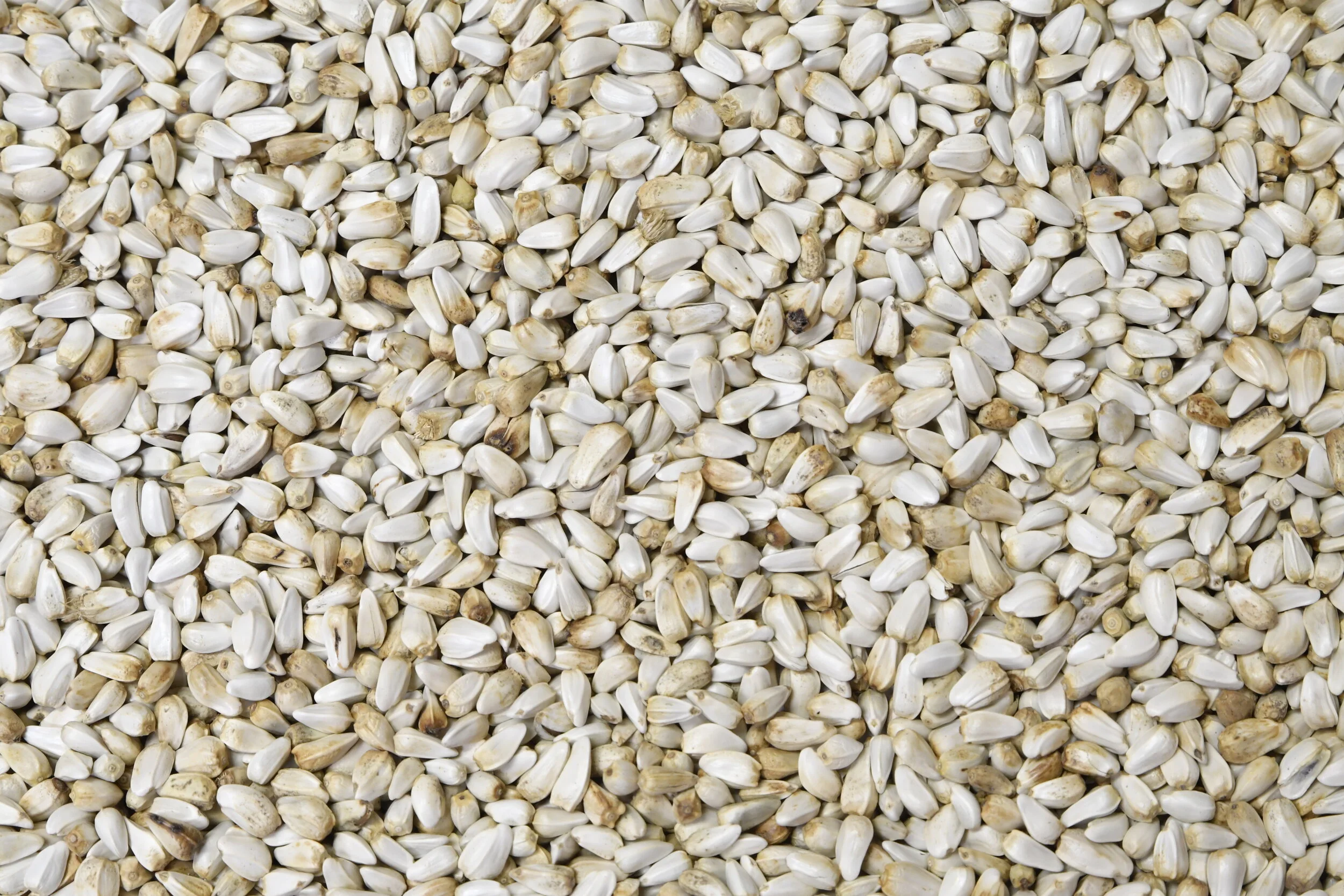 Safflower