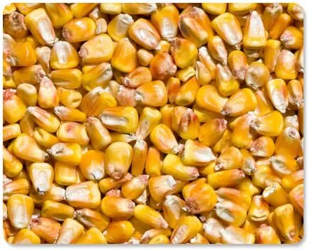 Shelled Corn