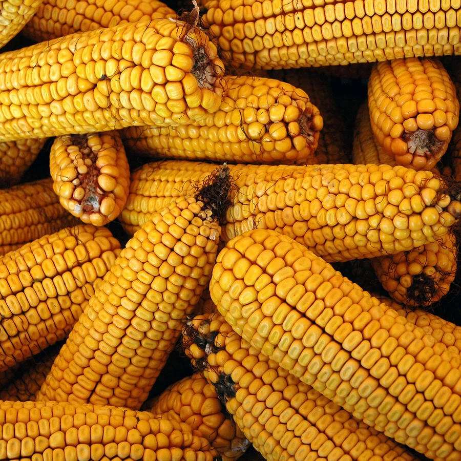Corn Cobs
