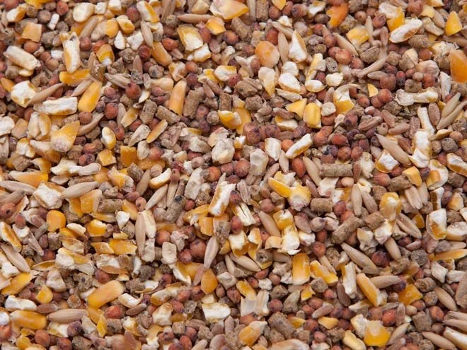 Complete Layer Chicken Feed
