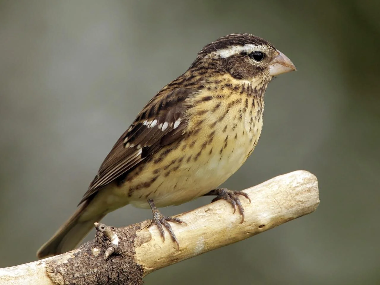Rosebreasted Grosbeak — Bird News — The Wood Thrush Shop