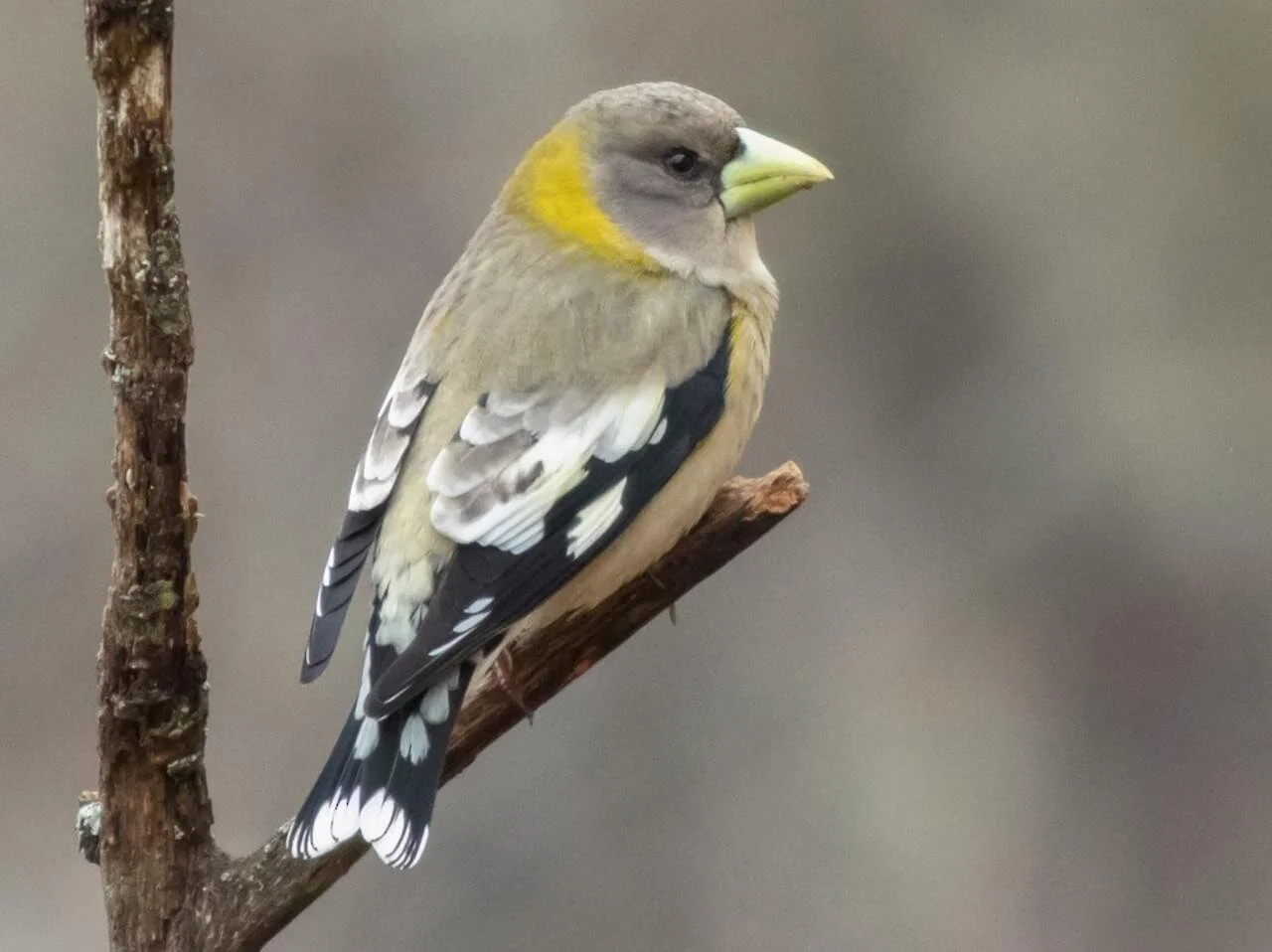 evening grosbeak — Bird News — The Wood Thrush Shop