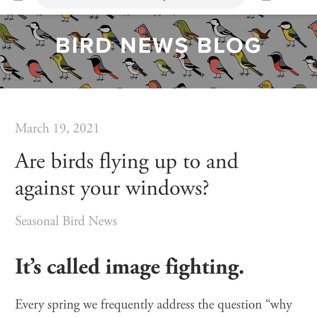 Ever have a Cardinal, Robin, or other type of songbird repeatedly fly up against your windows, or seem to attack you cars mirrors? Read our most recent blog post to find out what to do.
www.thewoodthrushshop.com/news/

#imagefighting #birdattackswind