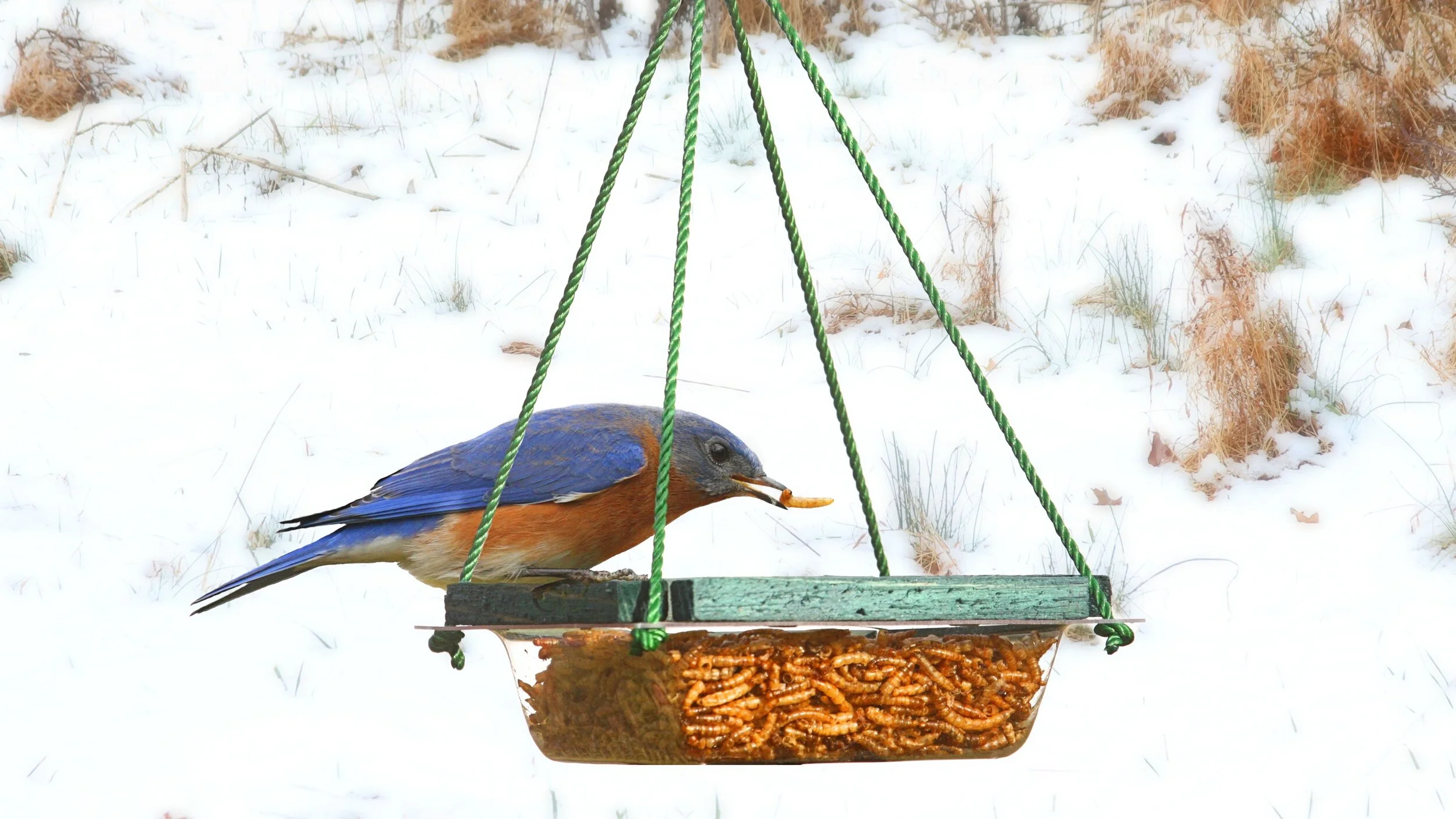 Eastern Bluebird Male dried mealworms snow.jpg
