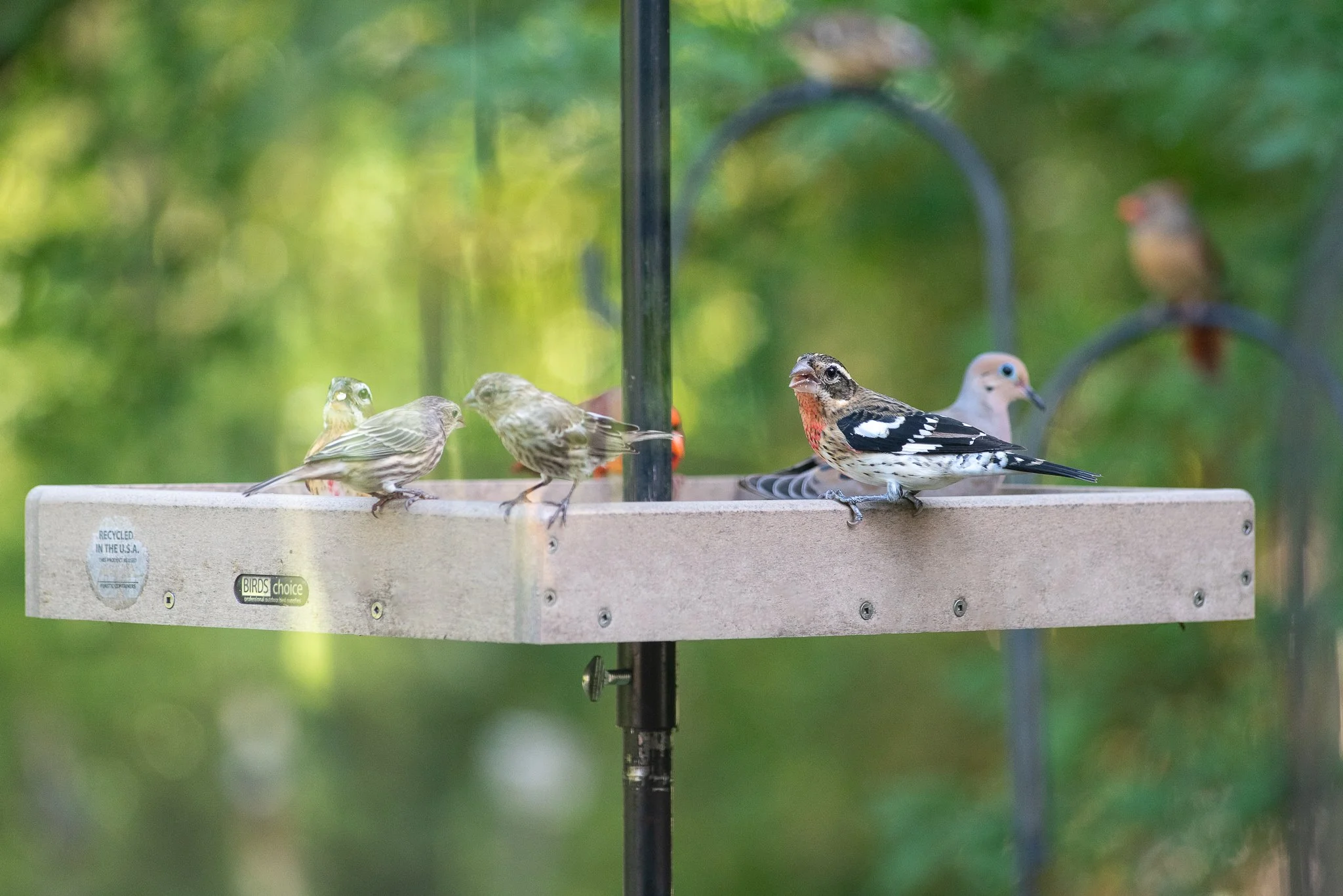 Rose-breasted grosbeaks are back!