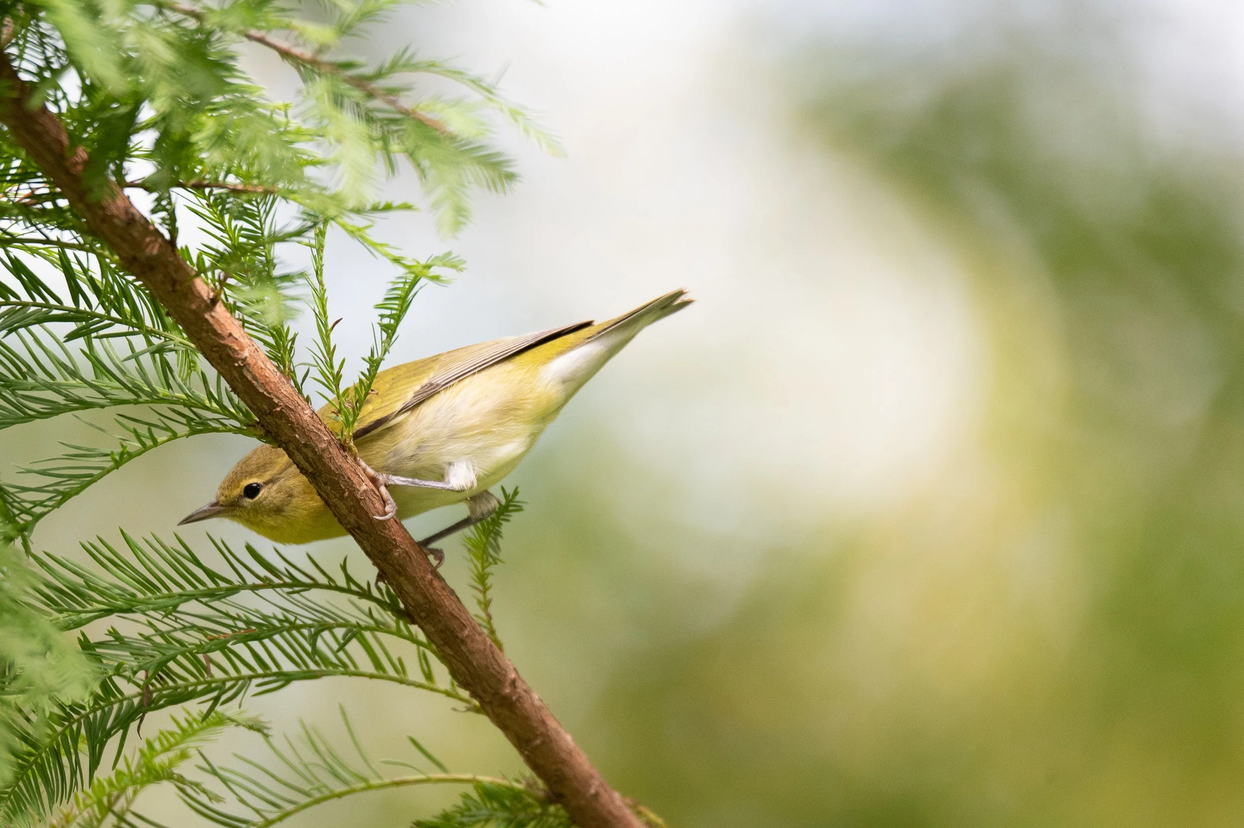 Fall Migration Notes