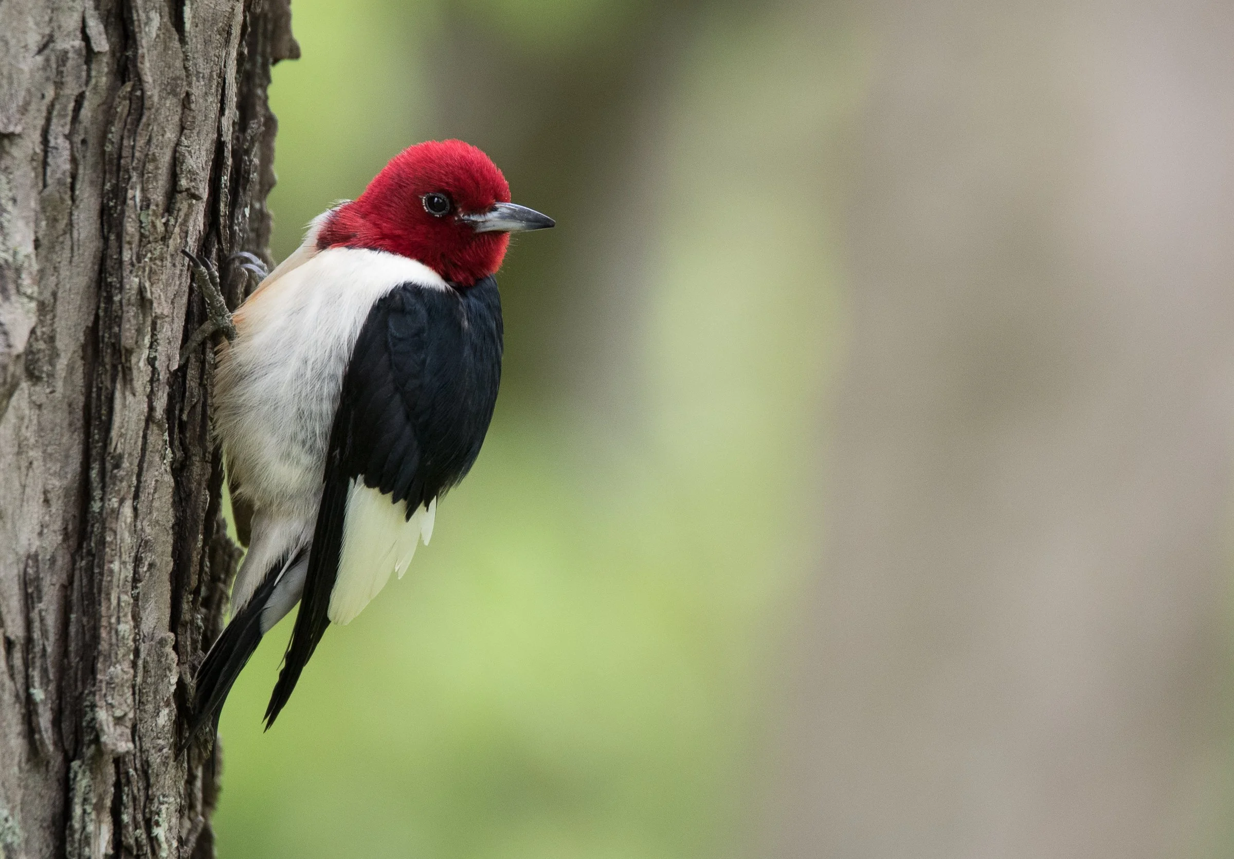 Recent Observations and Notes