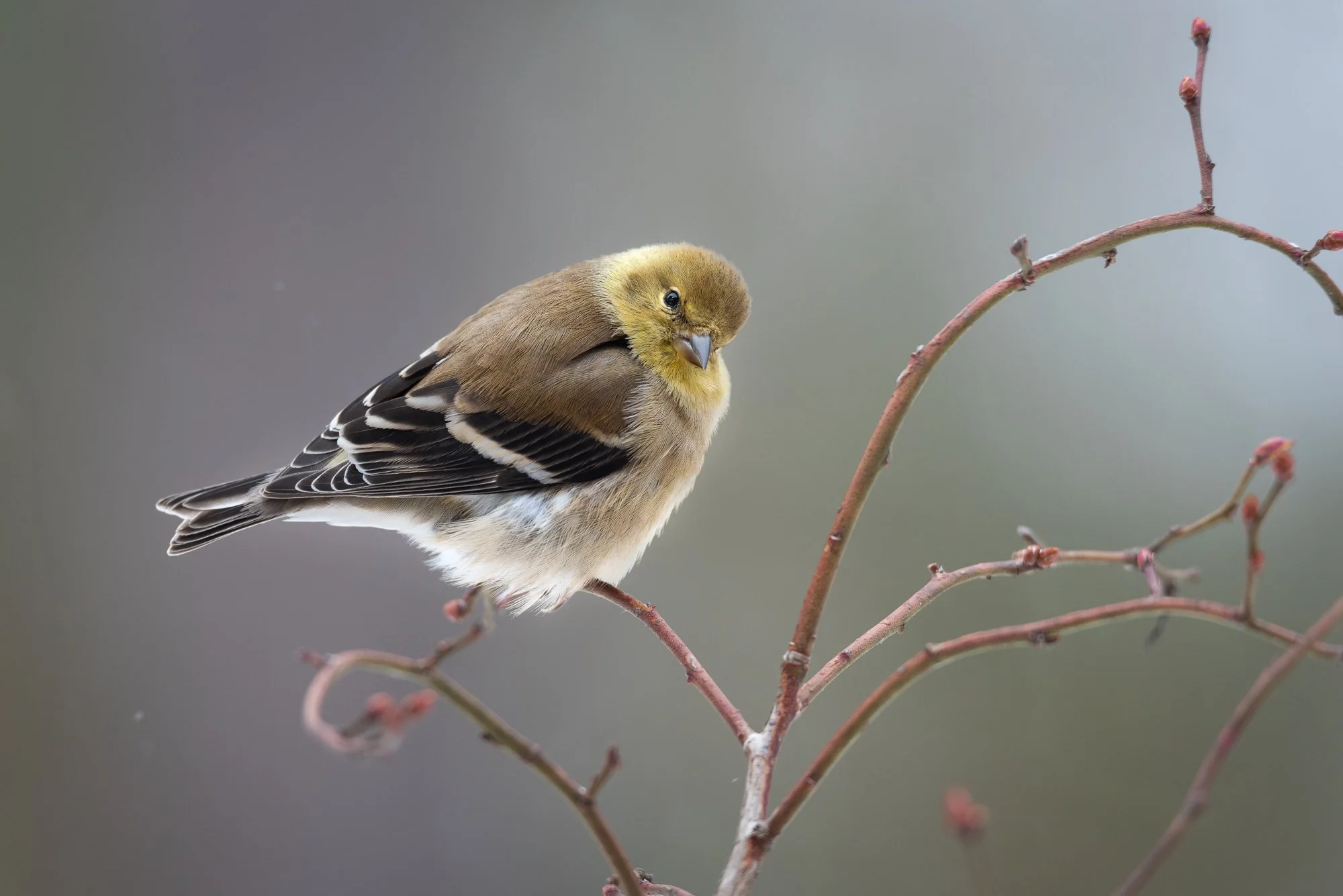 Continued Brisk Feeder Activity, Seed Special, and Bird Bio: Red-headed Woodpecker
