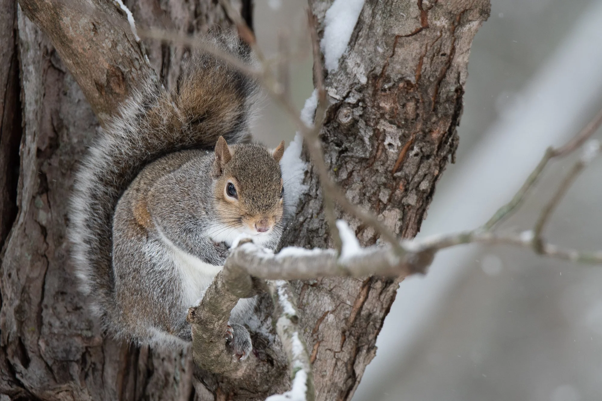 Midweek Specials! Hummingbird Window Feeder, ATZ Squirrel Feeders and More