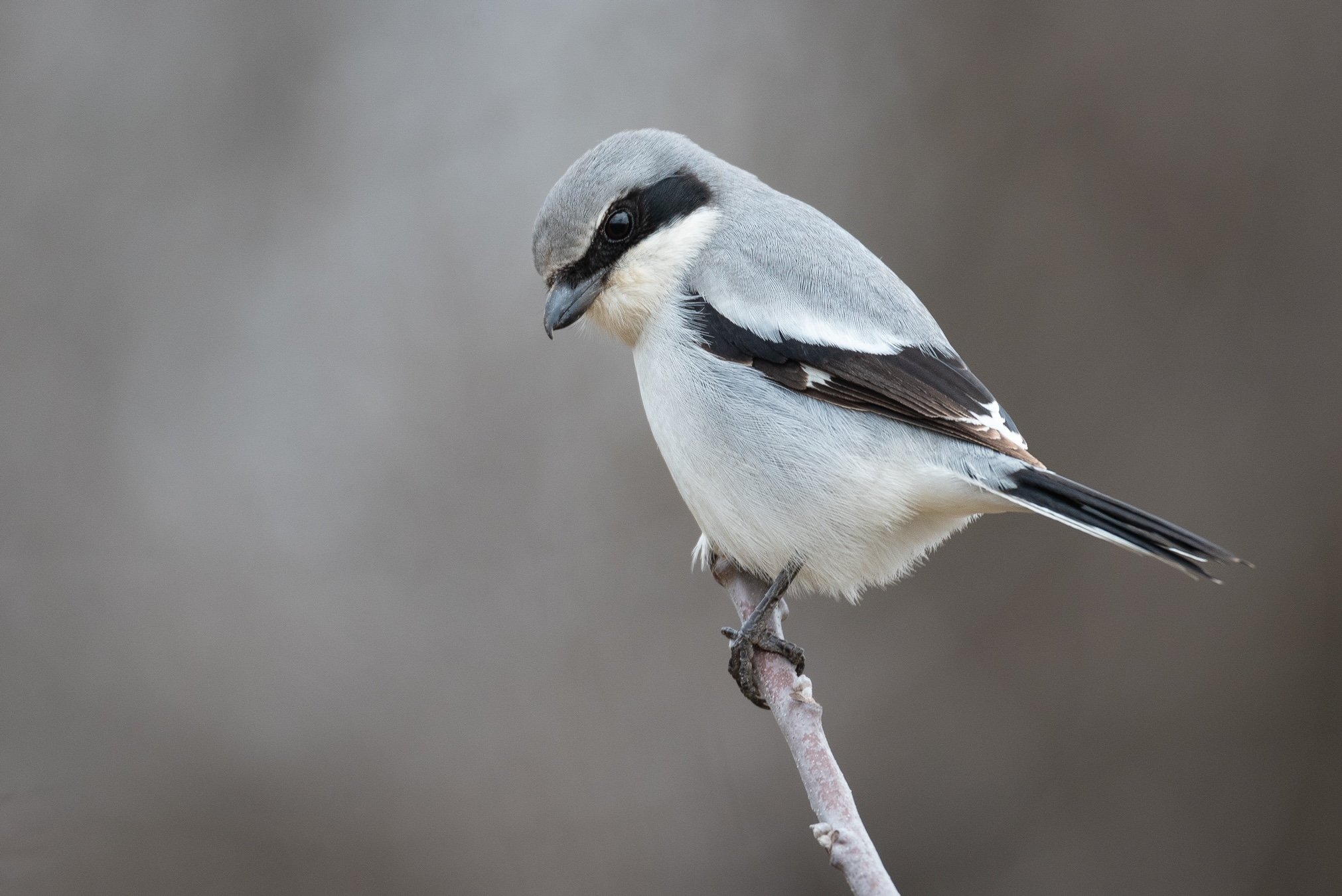 Bird Bio: Loggerhead Shrike, the Sale Table Returns, a Word on Black-oil
