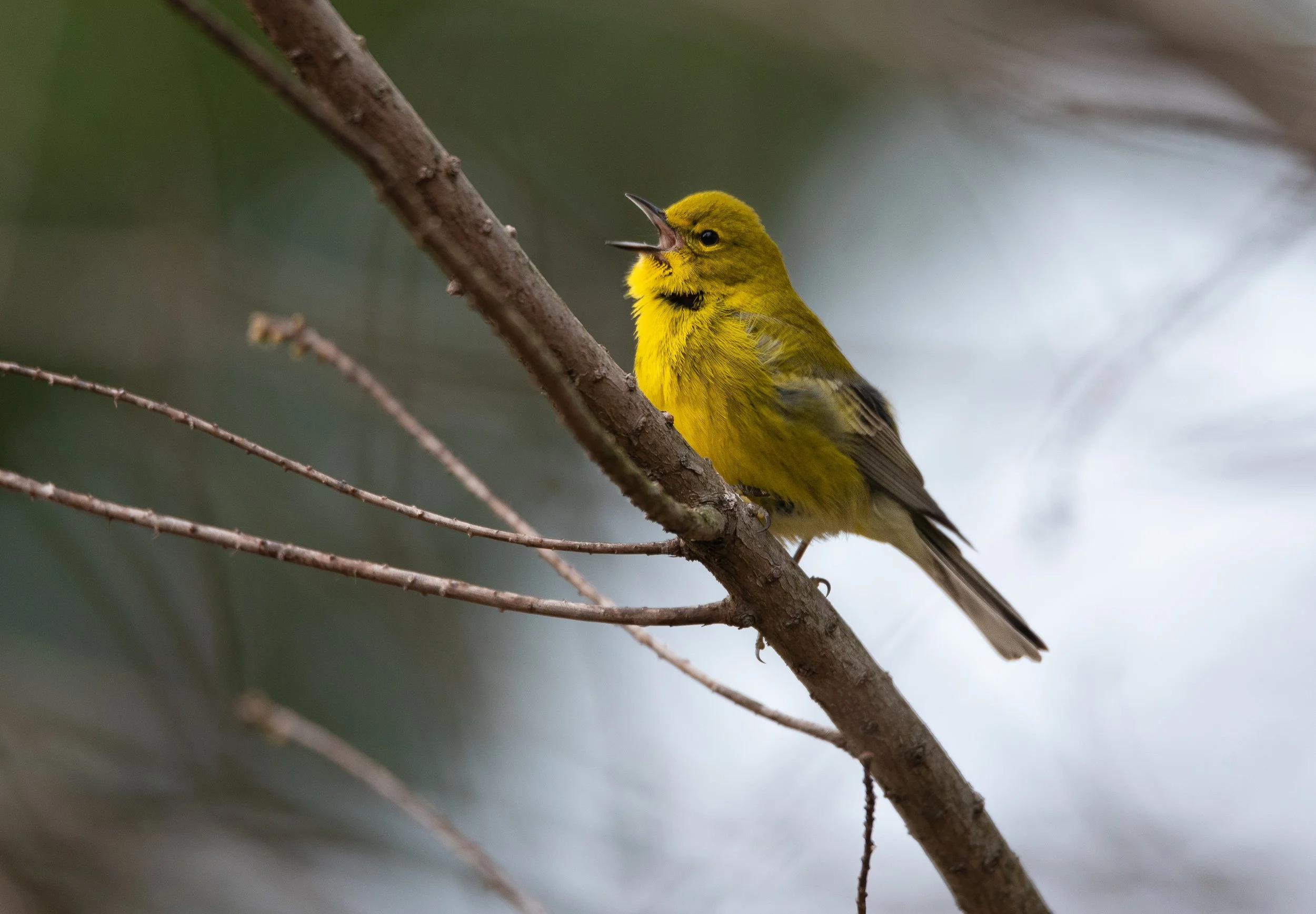 Wood Thrush Notes: Bird Songs vs Bird Calls