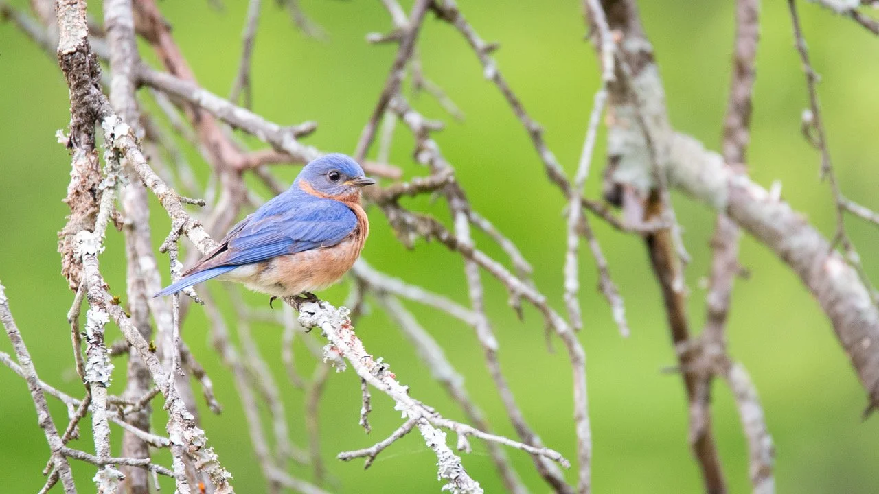 Wood Thrush Notes: Spring Birding, the Arrival of Grosbeaks, a New Chapter of the Tennessee Bluebird Society
