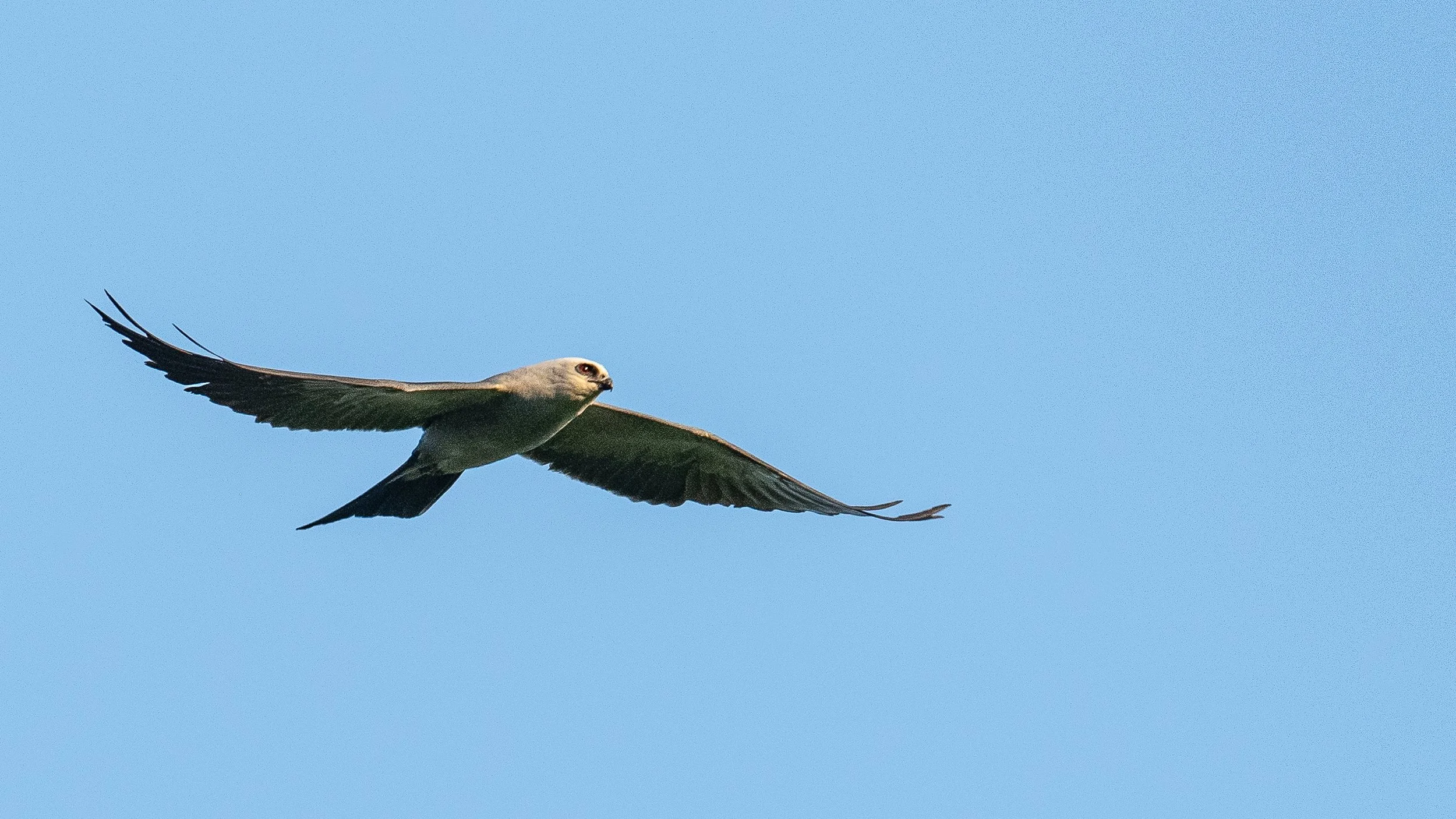 Wood Thrush Notes: Mississippi Kite in Bellevue, Mother's Day Gift Ideas