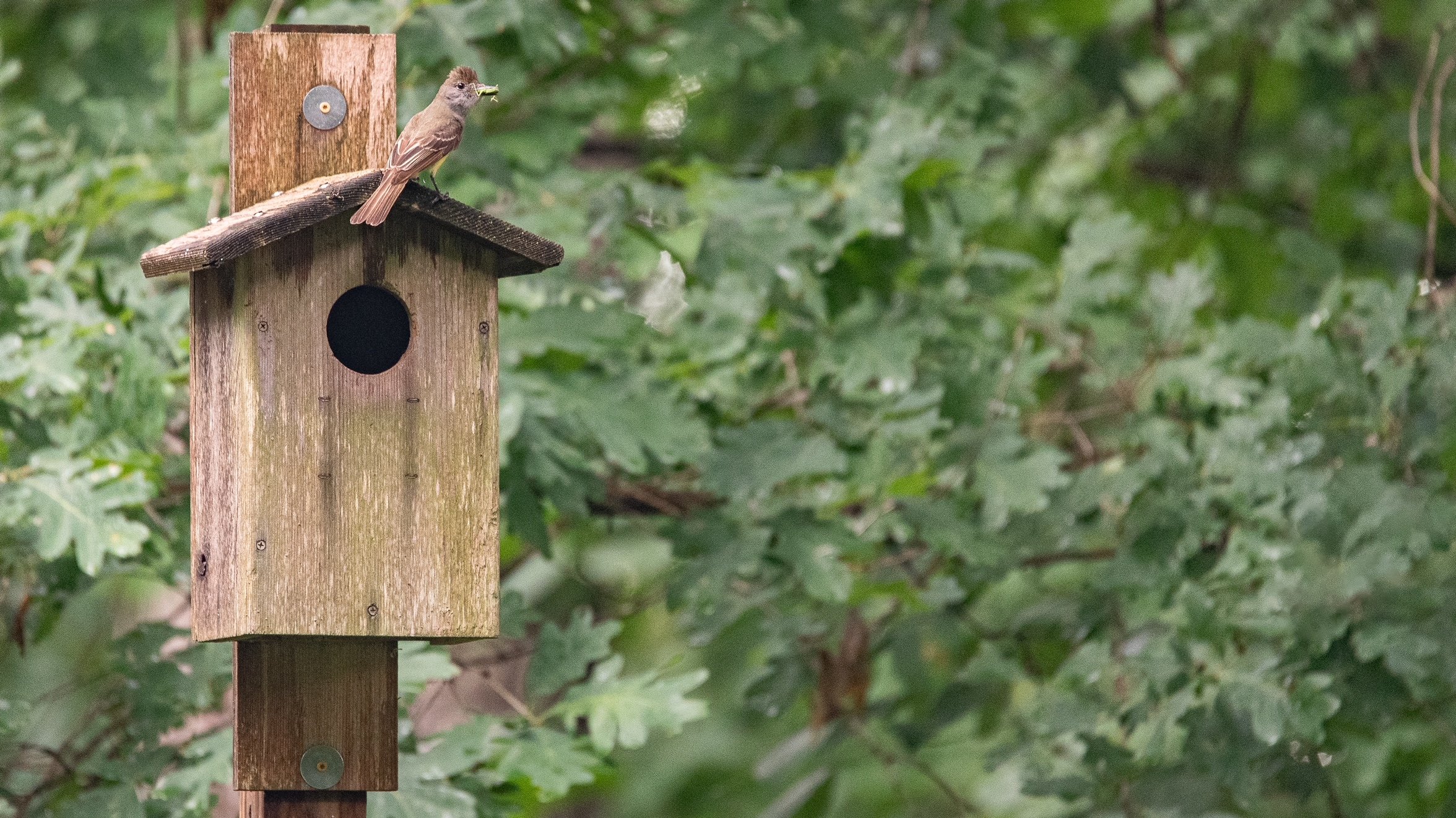 Wood Thrush Notes: Nesting Flycatchers, an Update on Campania, a Word on Mealworms