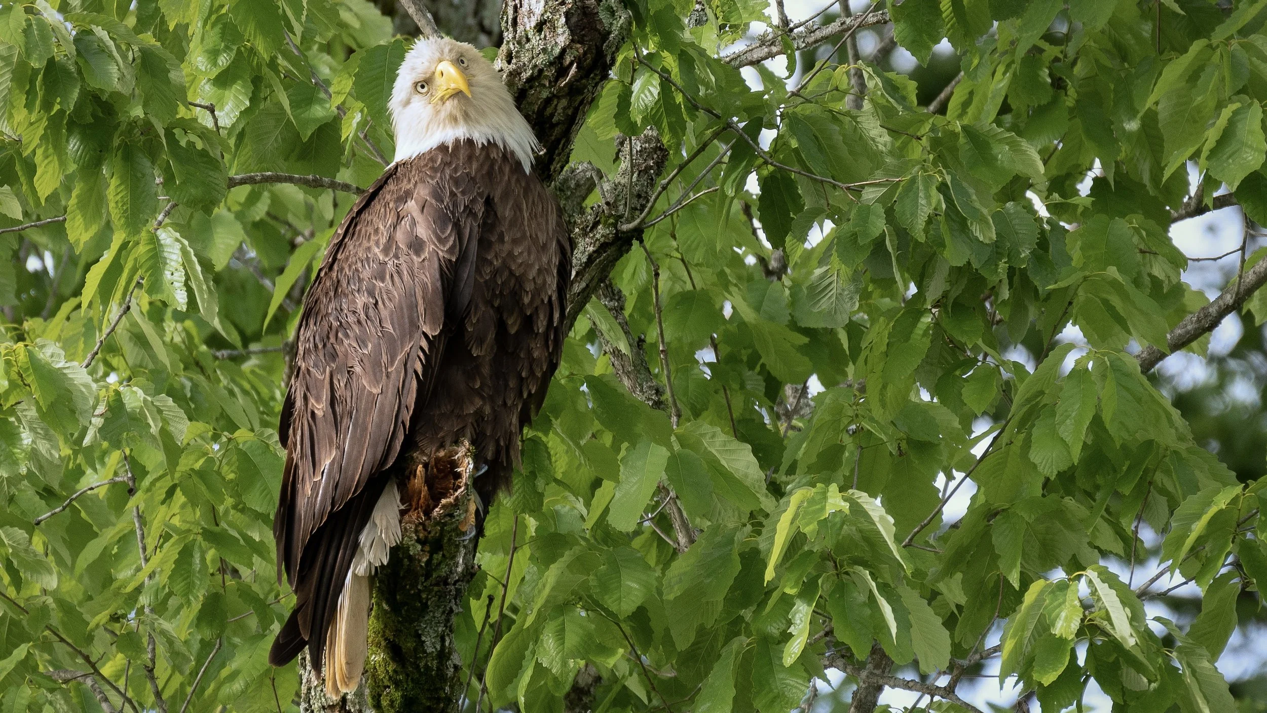 Wood Thrush Notes: Celebrating the Bald Eagle