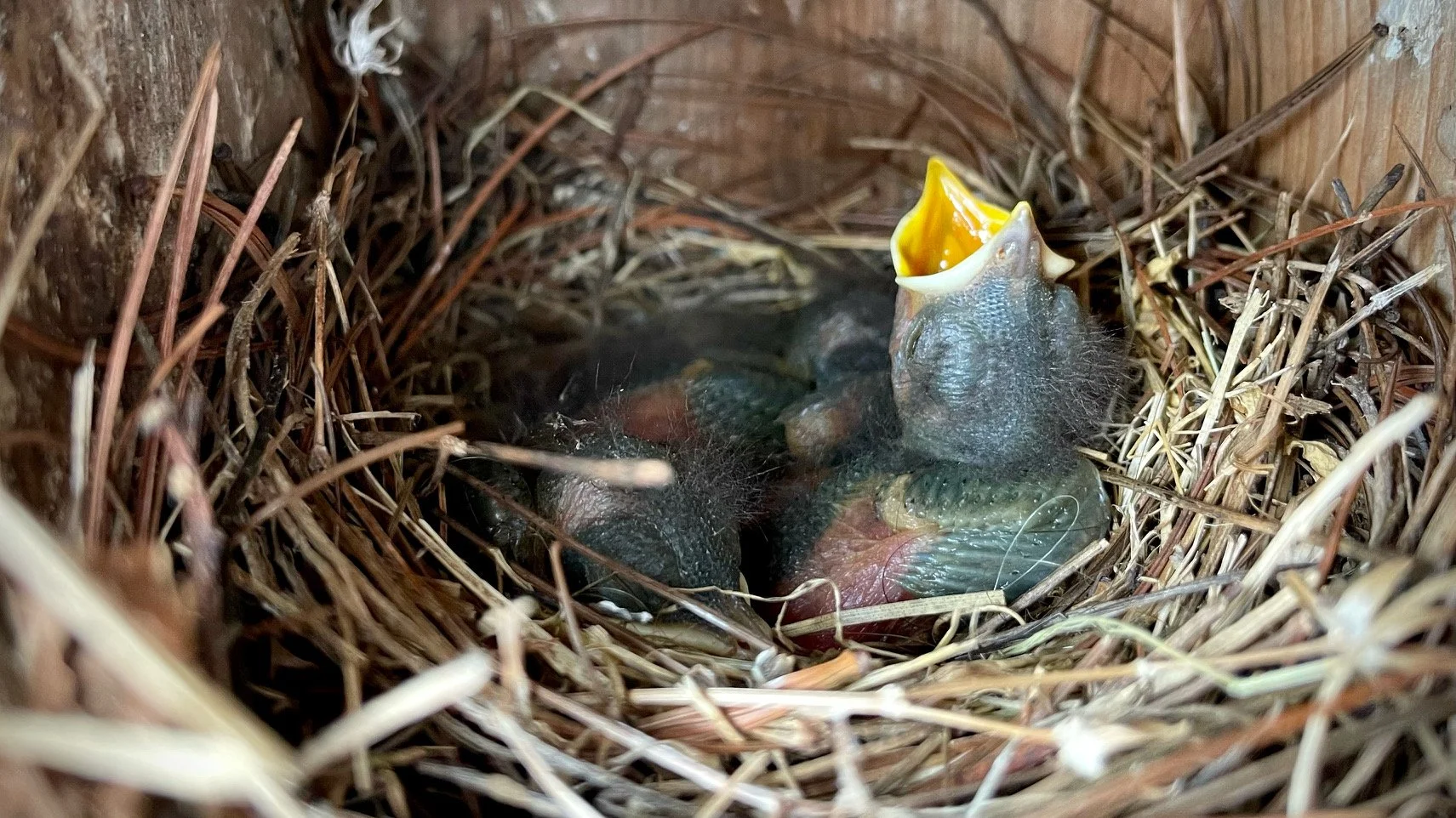 Wood Thrush Notes: Alleyway Bluebirds, Hummingbird Activity, Solutions for Algae