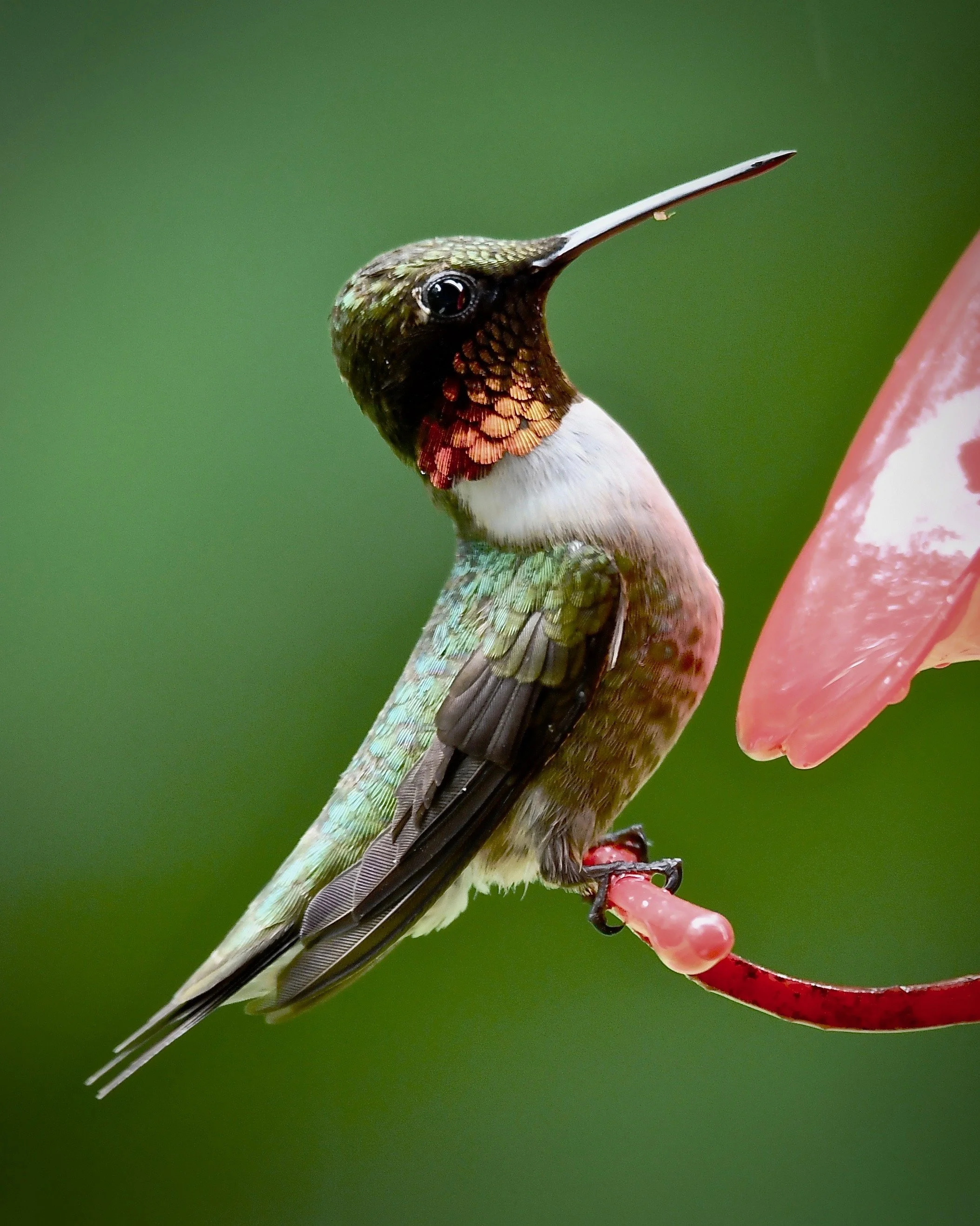 Wood Thrush Notes: Decreased Feeder Activity, Hummingbird Feeders on Sale, Select Fountains on Sale