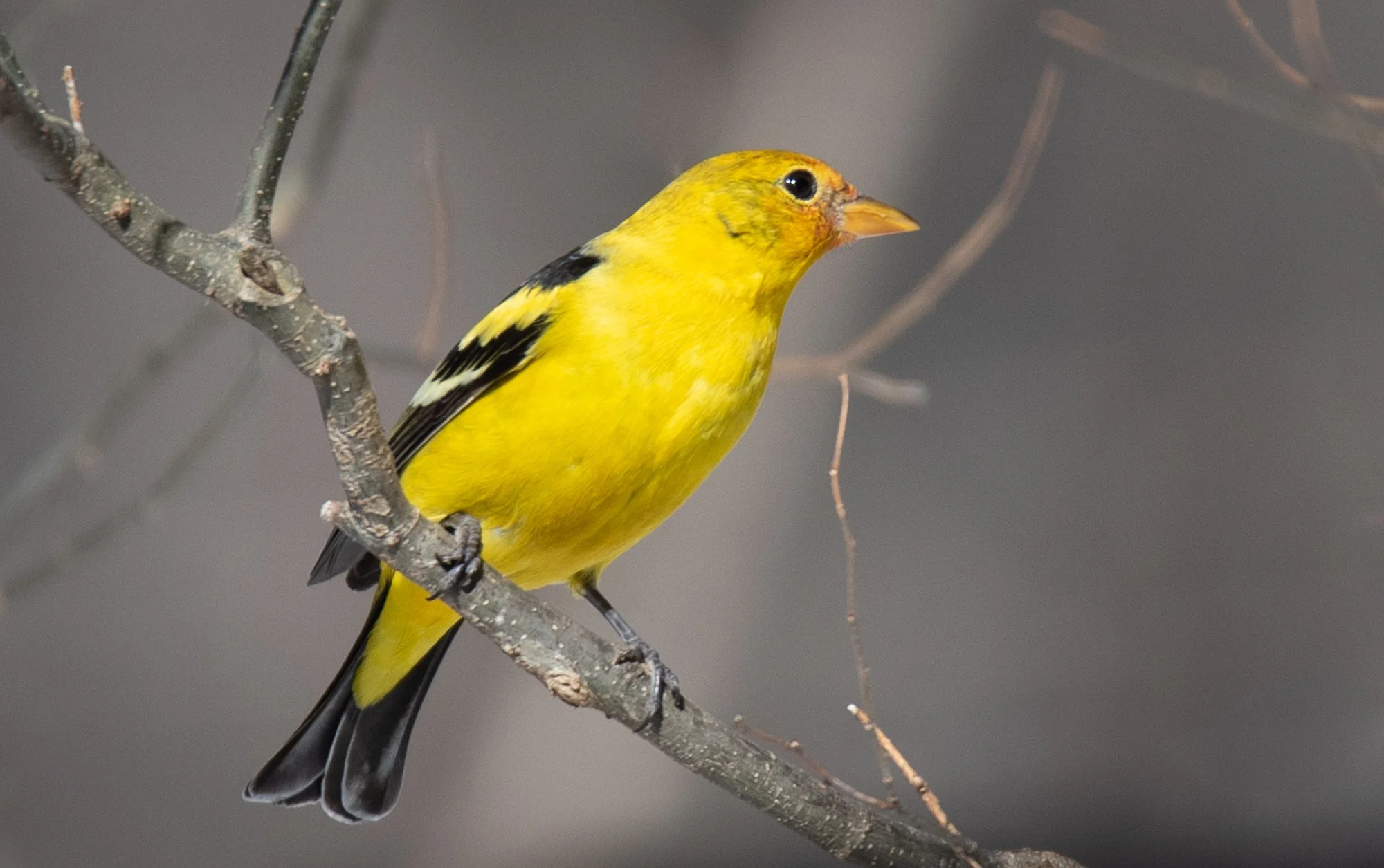 Western Tanager