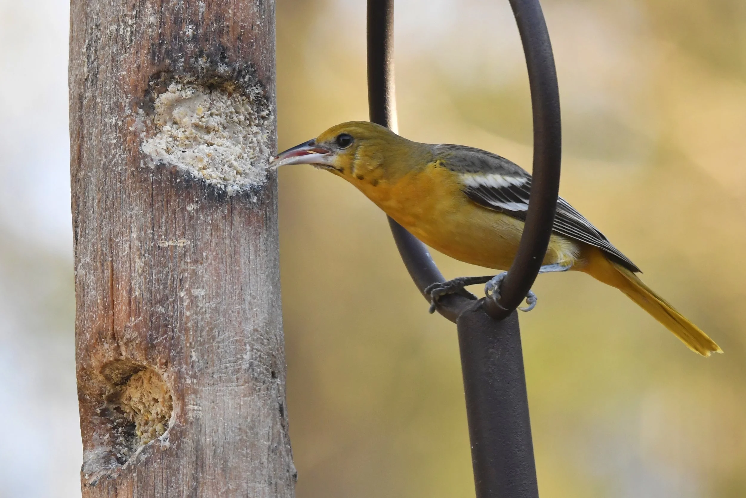 Baltimore Oriole