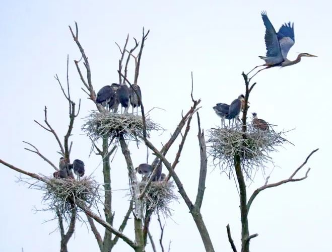 Bird Bio: Blue-Gray Gnatcatcher — The Wood Thrush Shop