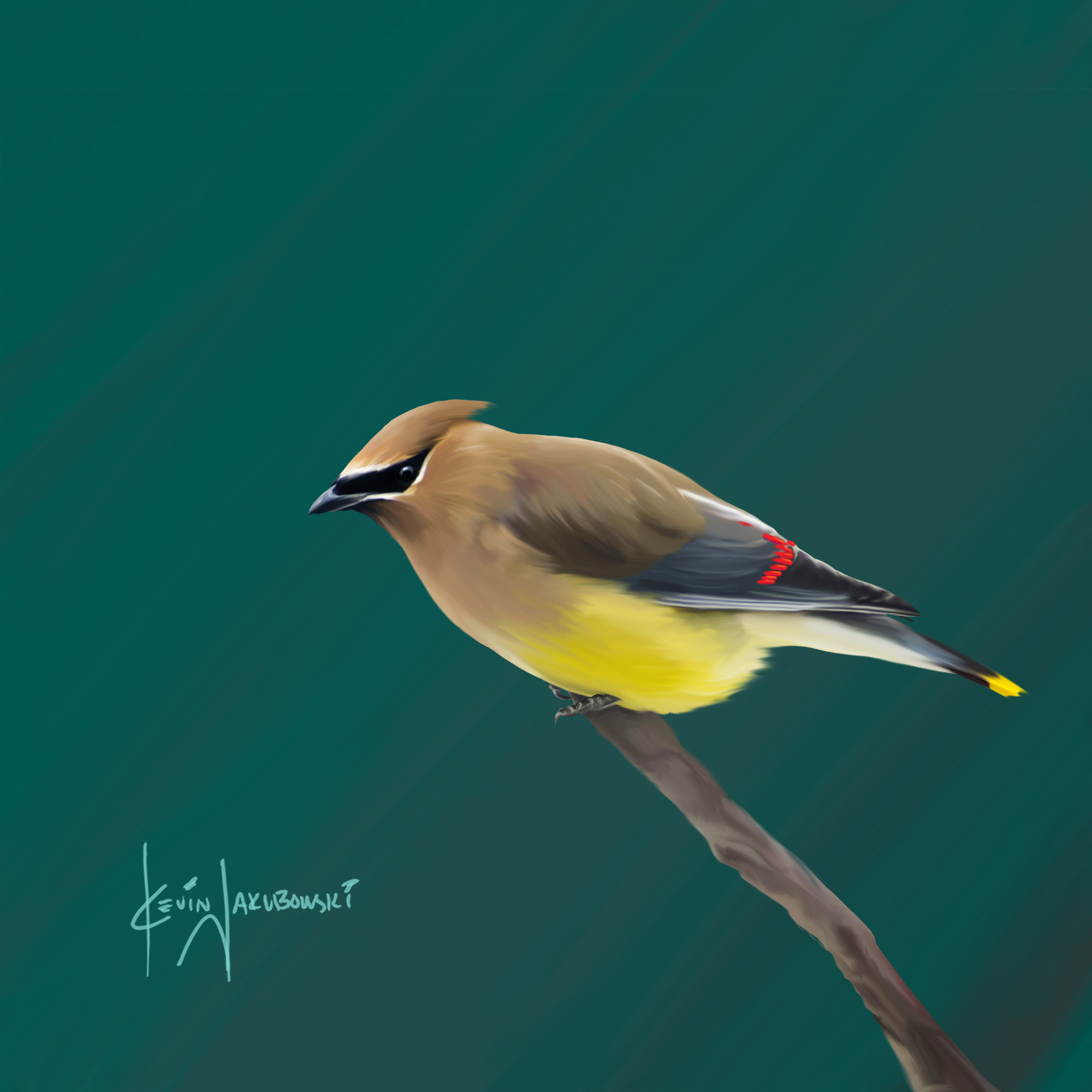 Cedar-Waxwing_2000px.jpg