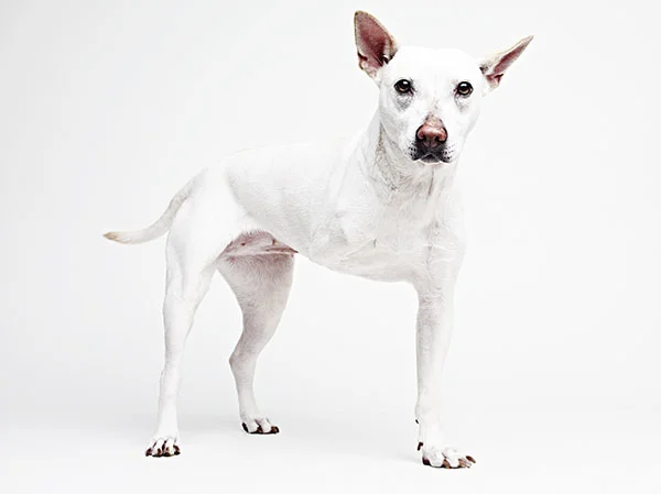 Three-Legged Snow Finds a Forever Home!