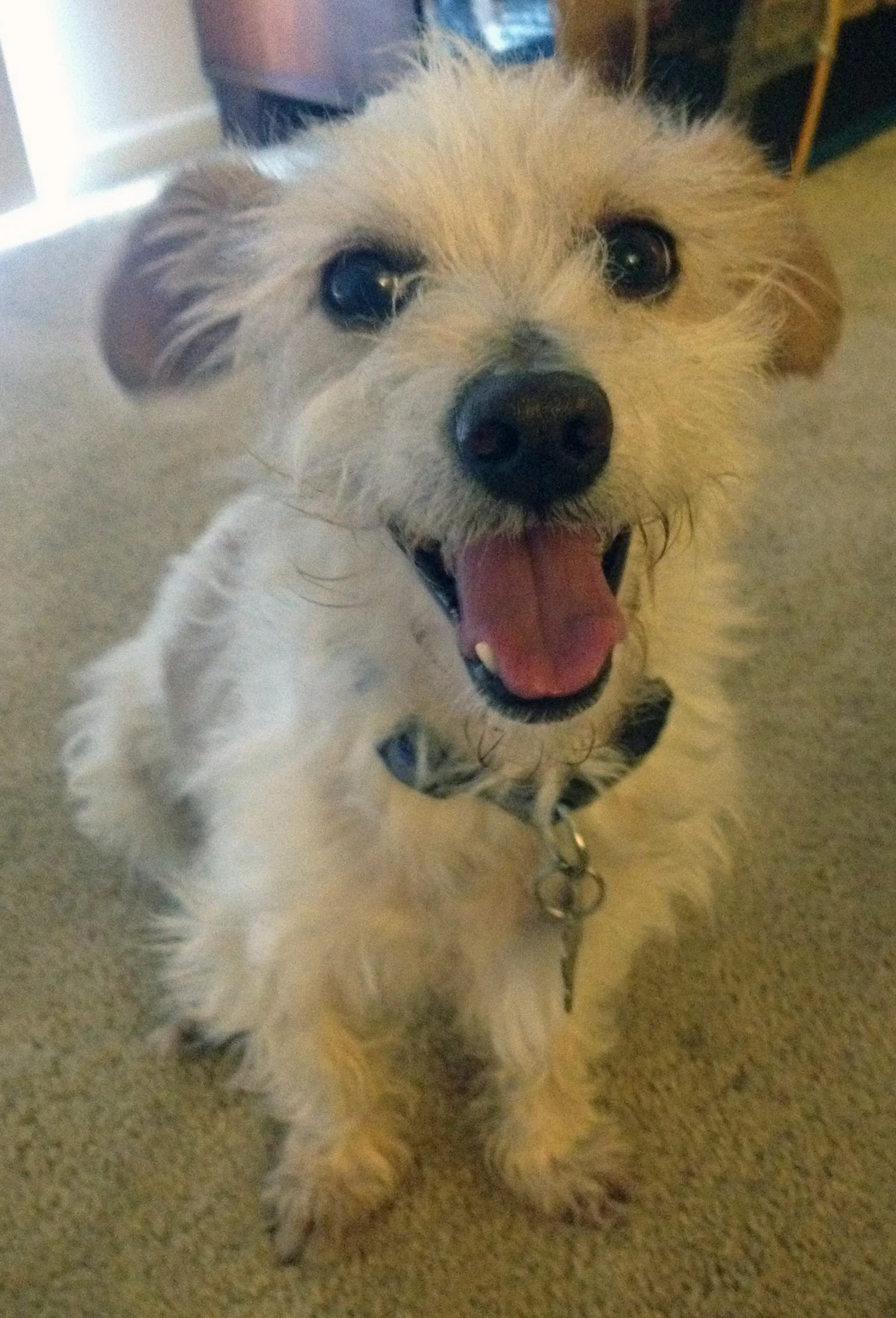 Boston is Adopted!