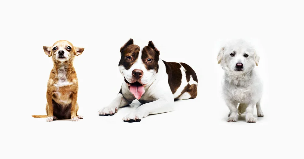 Three More Kombucha Dogs Adopted!