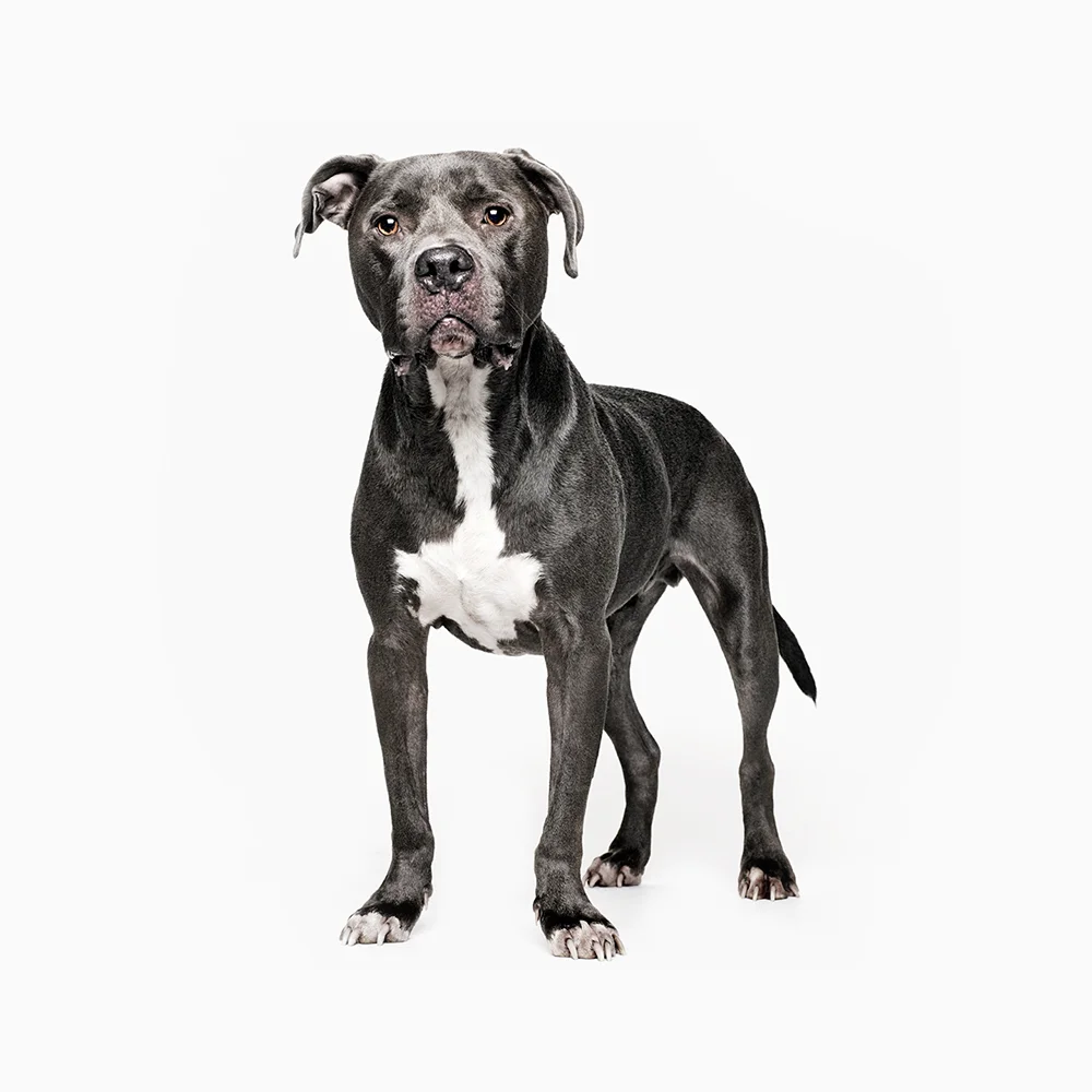 Clyde