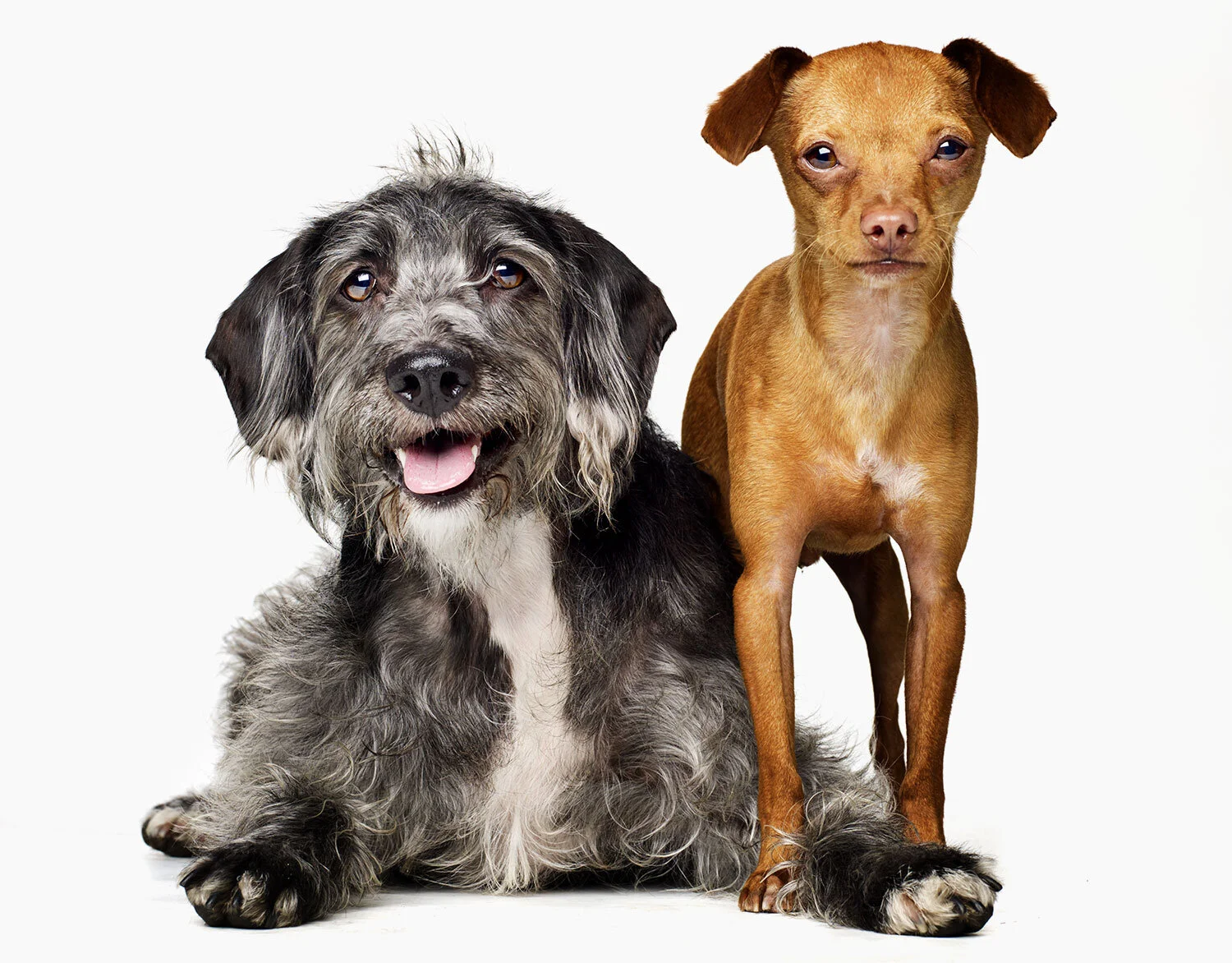 piper &amp; sancho