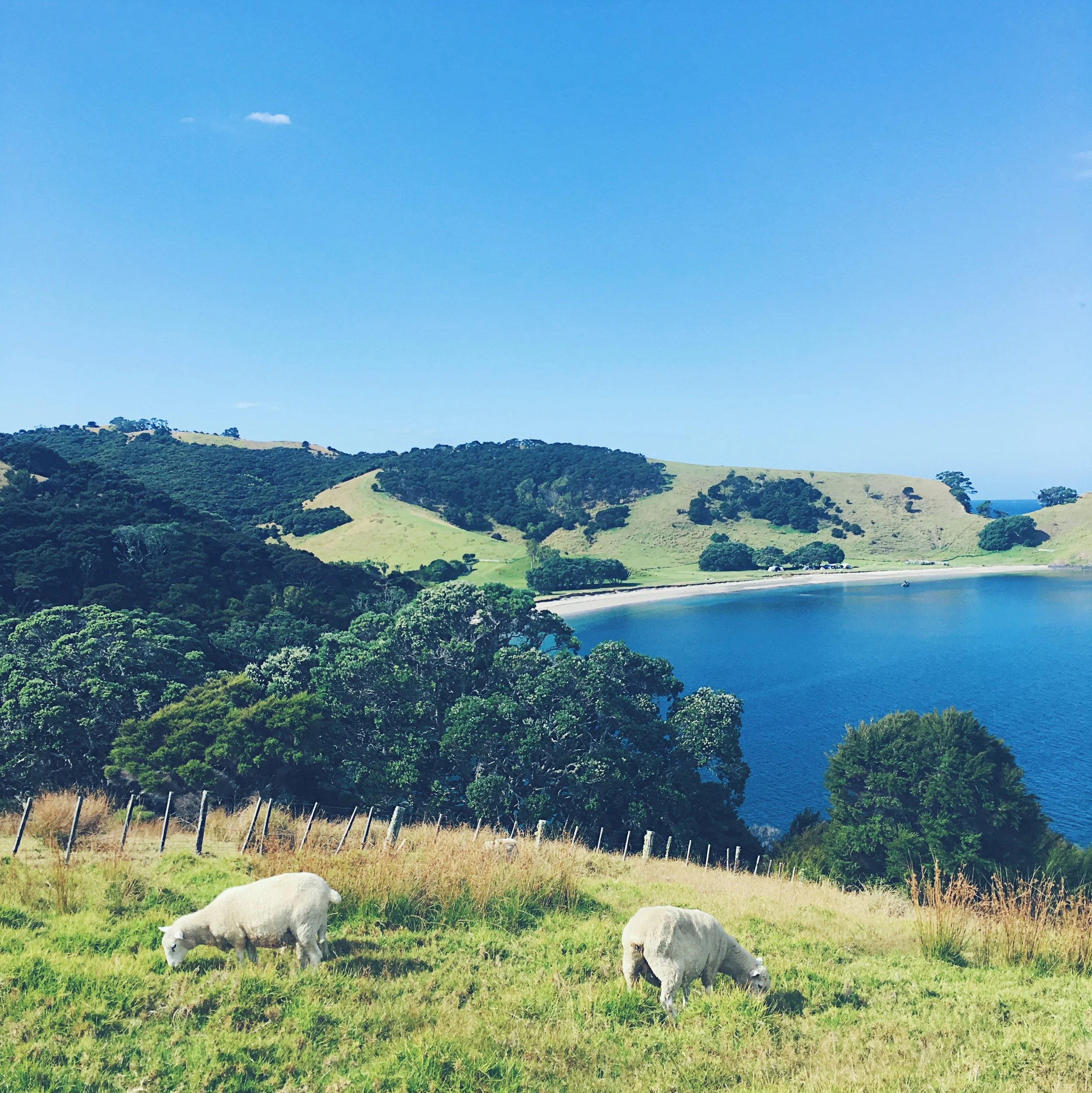 Urupukapuka's main residents.