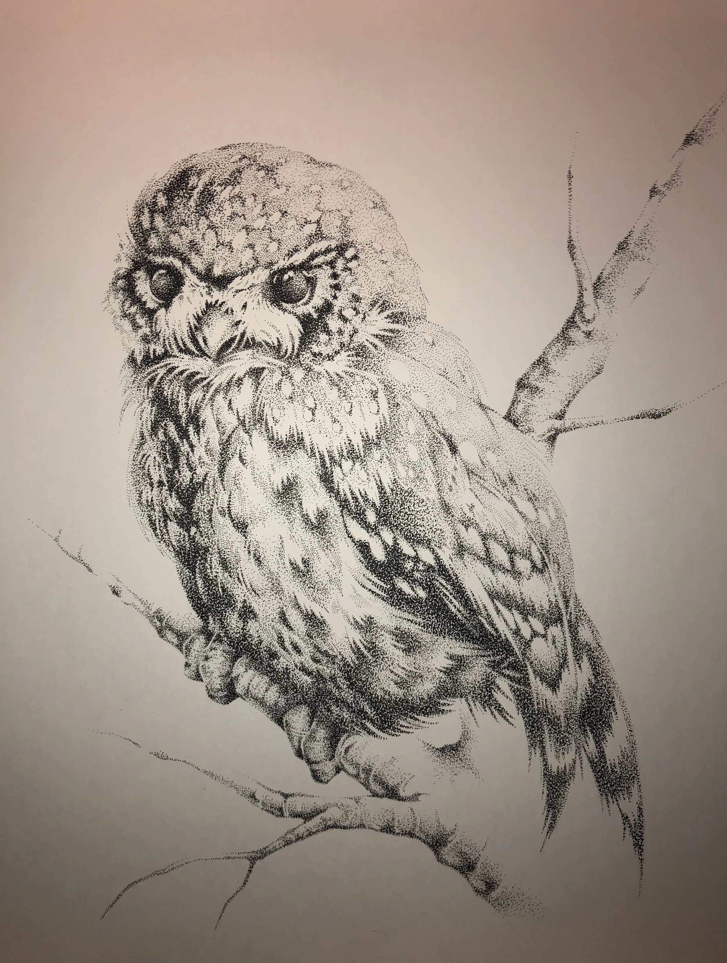 Spotted Owl.JPG