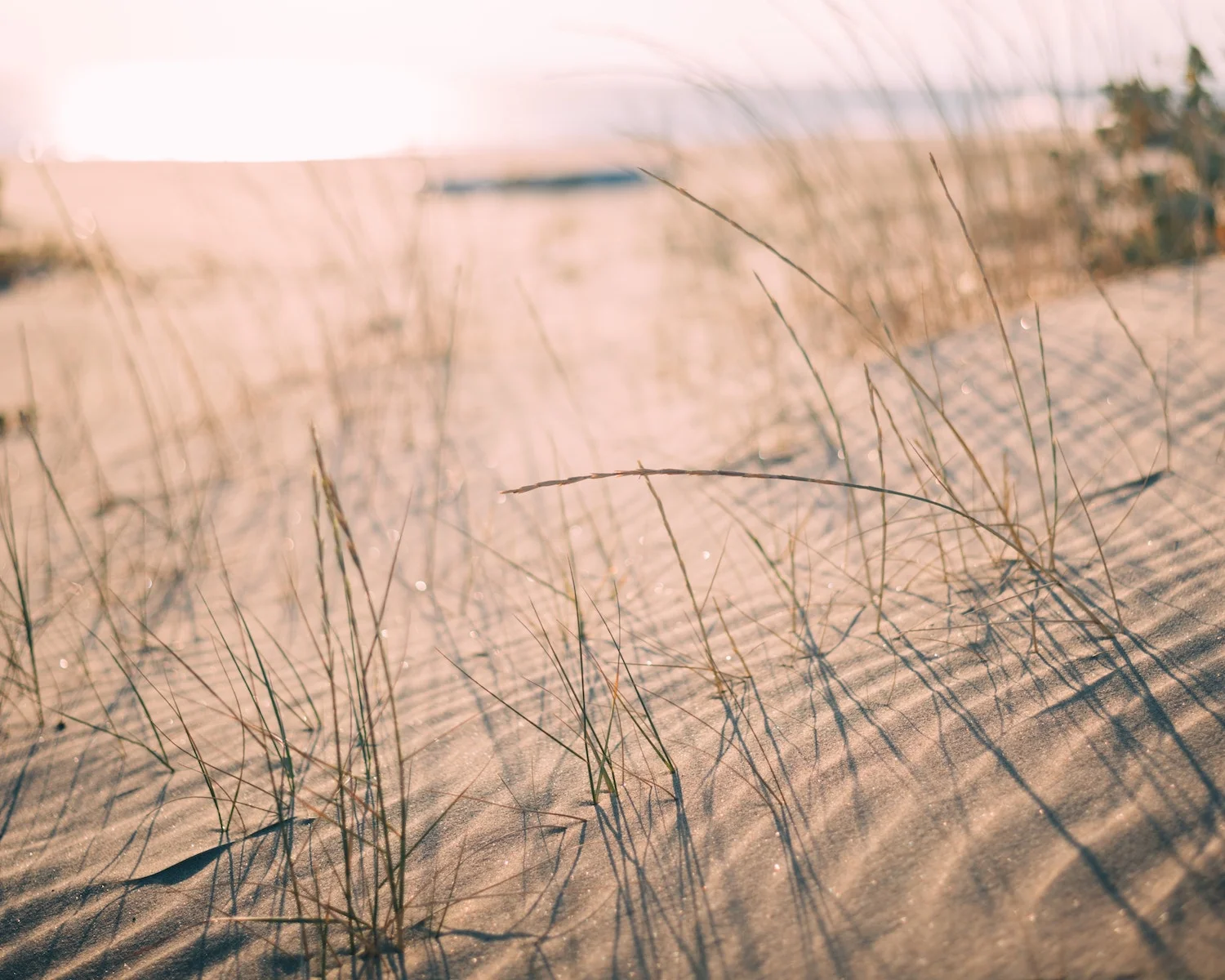 beach-sand-with-grass.jpg