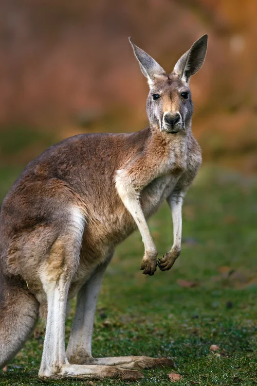 Australia's Most Iconic Animals - Kangaroo and Koalas! — Explore+Engage+Enjoy Australia's Most Iconic Animals - Kangaroo and Koalas! — Explore+Engage+Enjoy