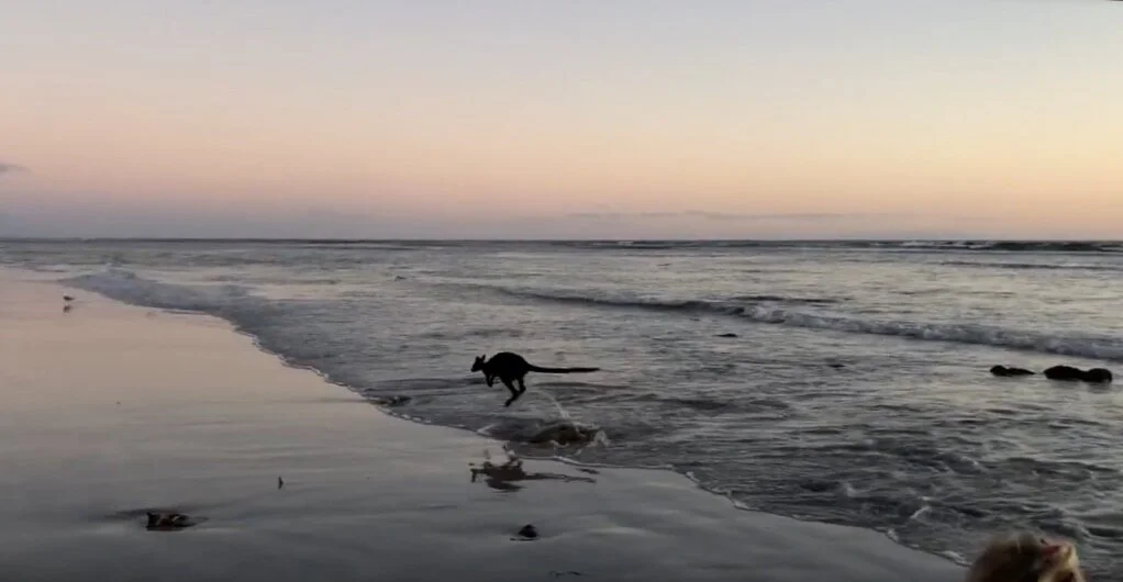 Only in Australia! Our family witnessed this Aussie icon out amongst the waves, before it bodysurfed in and hopped away along the beach at sunset!