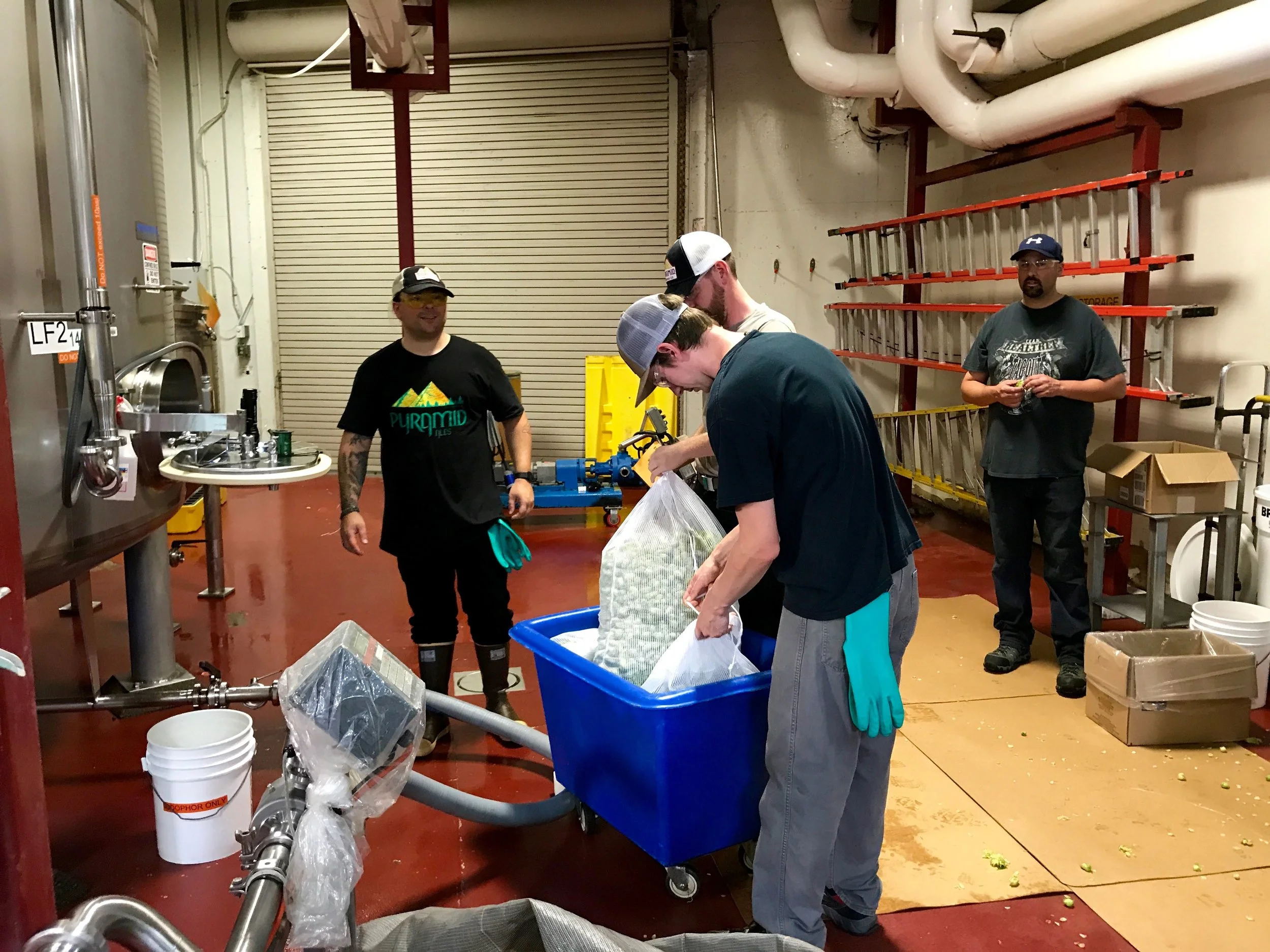 We arrive back to Pyramid Brewing in Portland. Brewers add 200 pounds of fresh centential hops to the kettle.