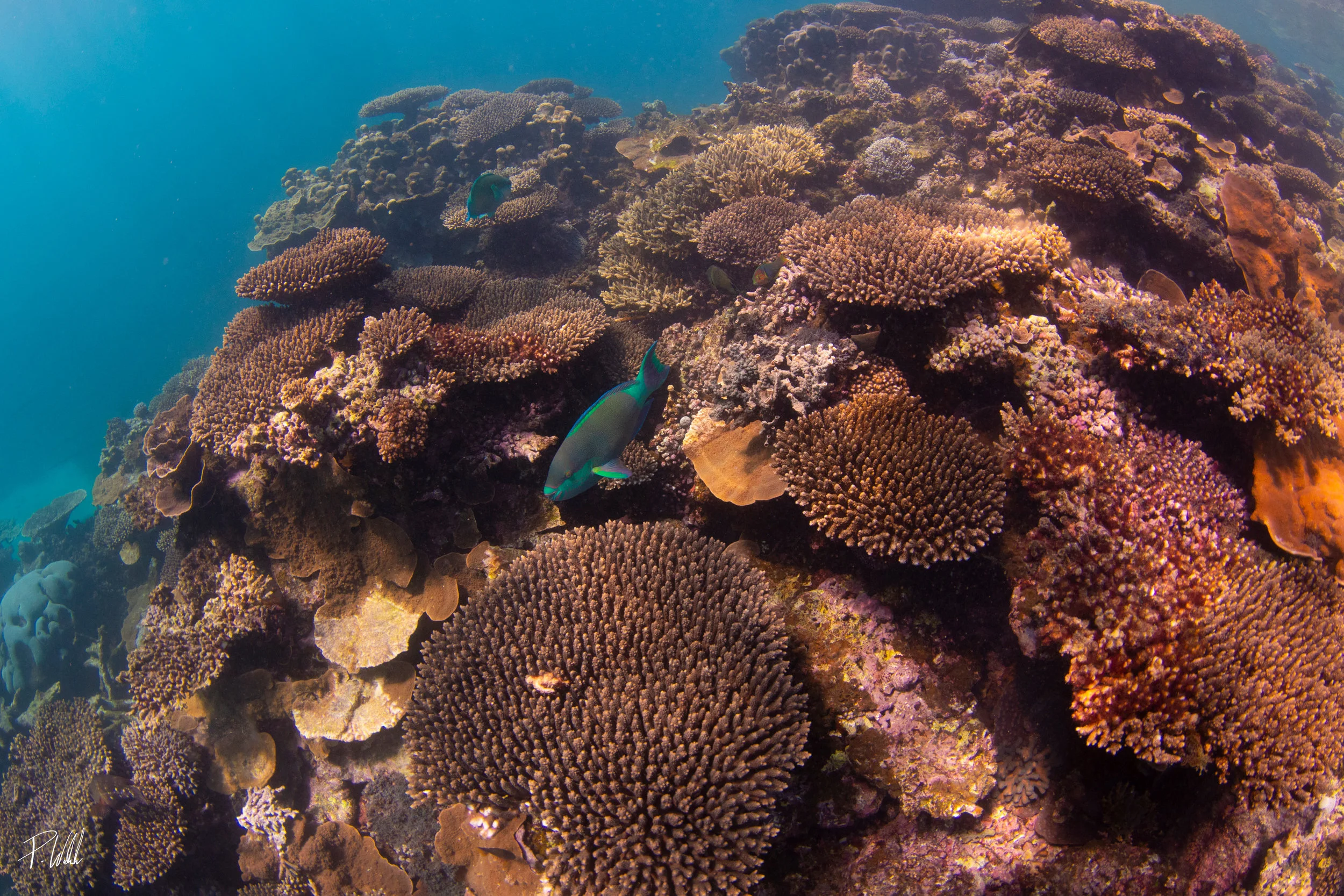 Coral Bay — RachiePie