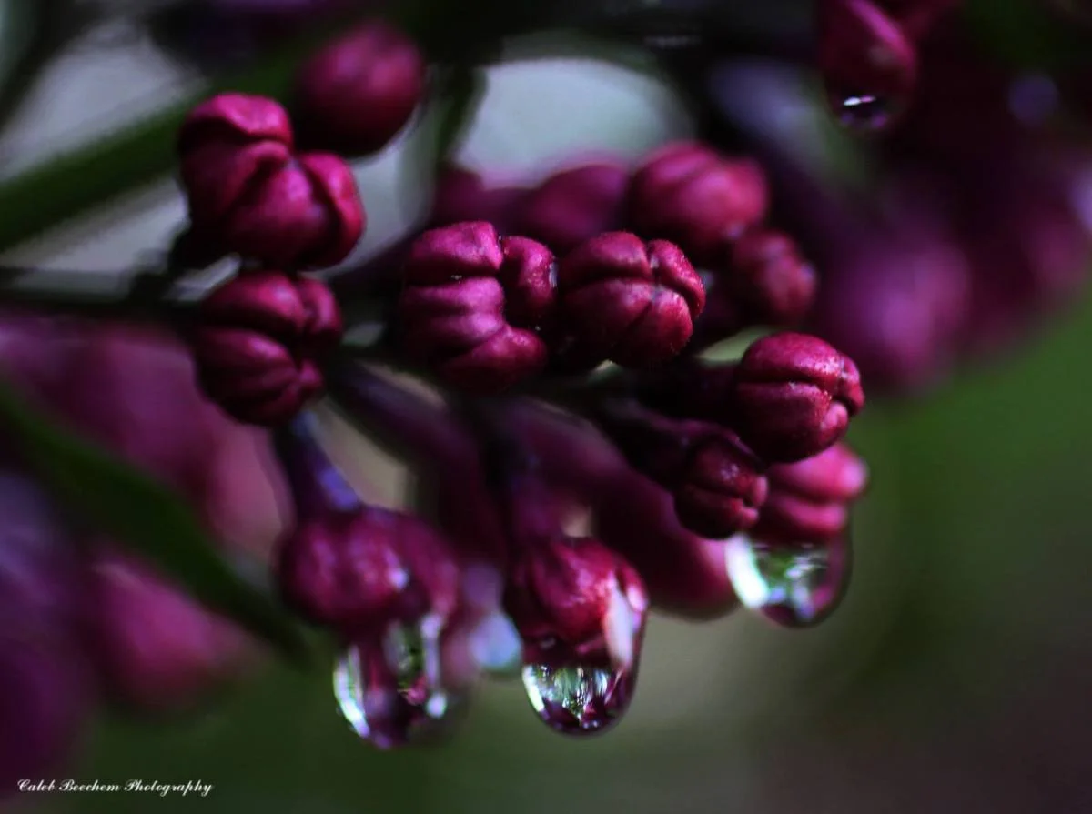 051515dewberries.jpg