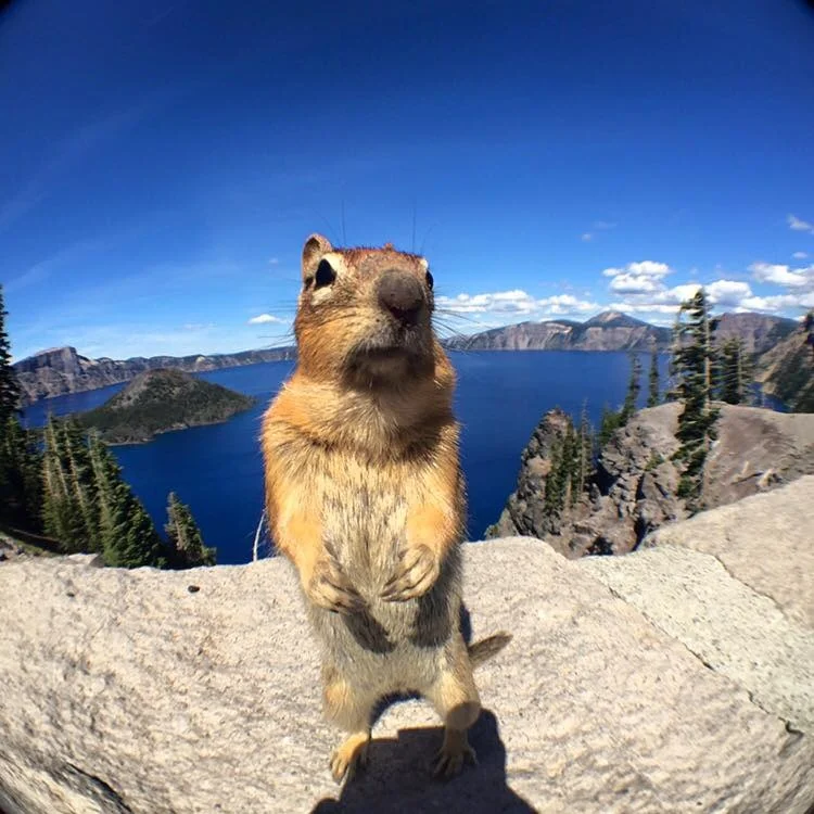squirrel.jpg