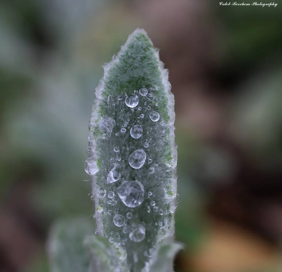 051515icebud.jpg