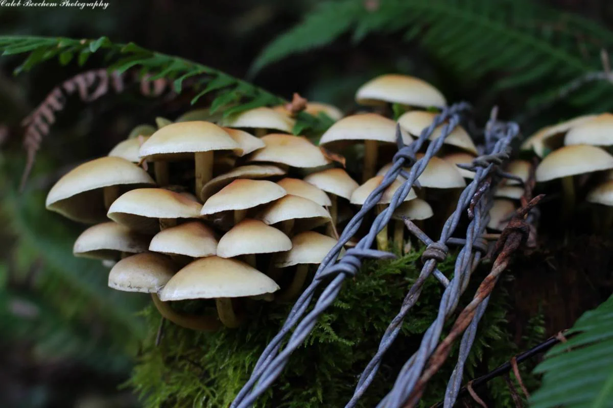 barbed wire mushrooms.jpg