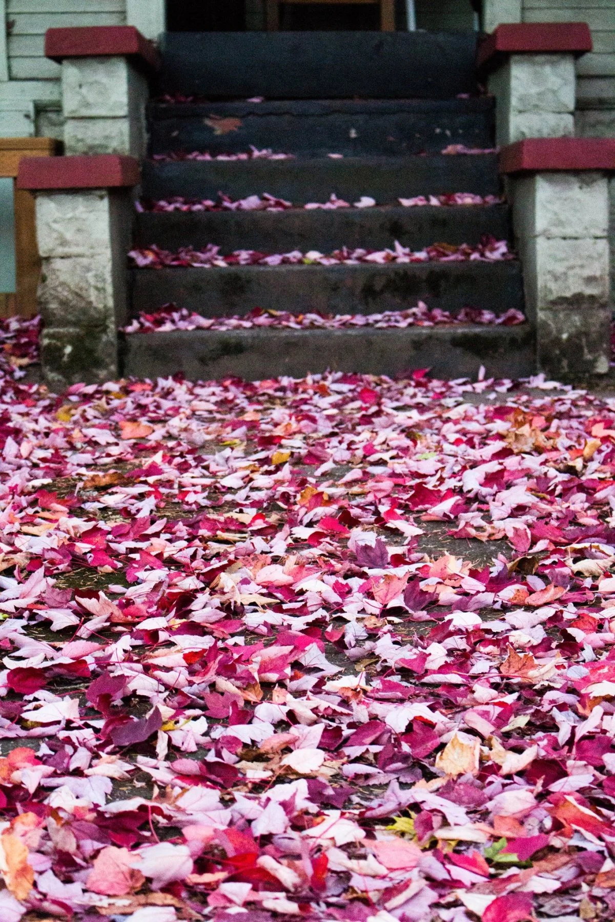 red leaves.jpg