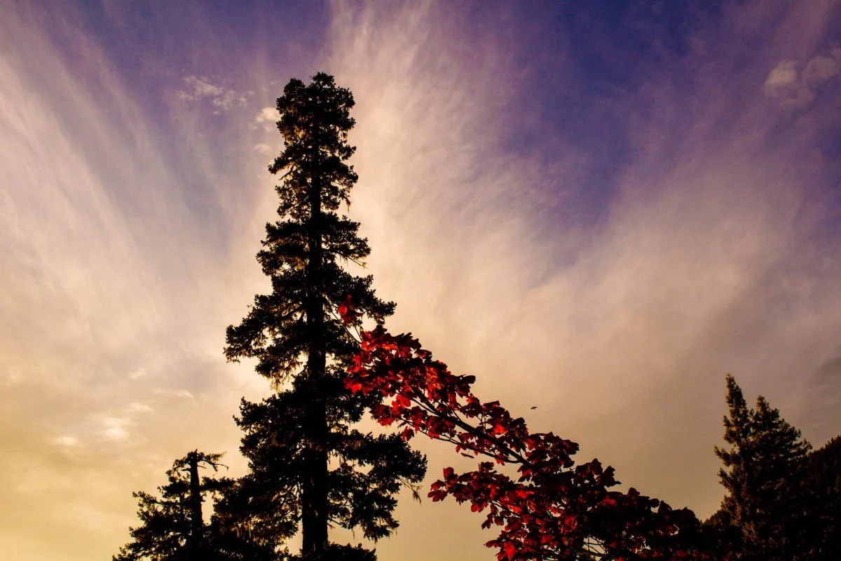 proxy pine.jpg