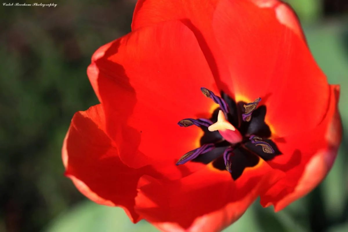 051515redbudpurplestamen.jpg