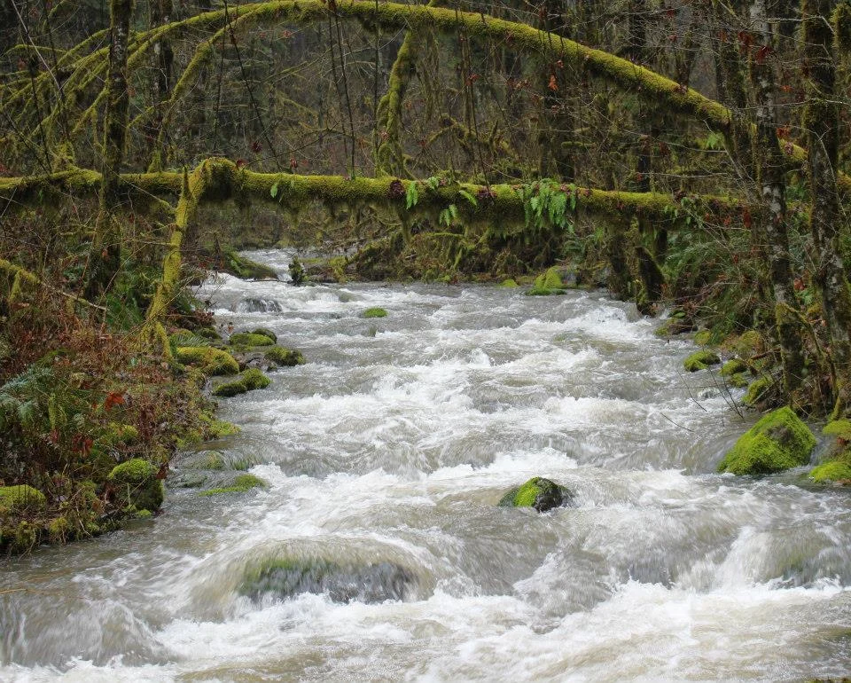 rushing stream.jpg