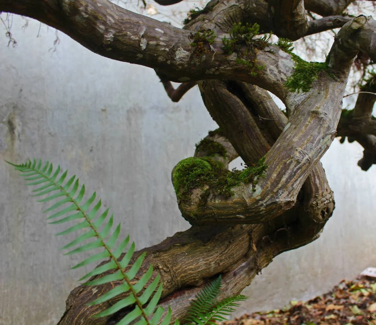 japanese maple.jpg