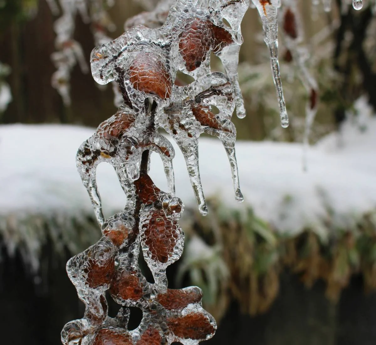 frozen leaves.jpg