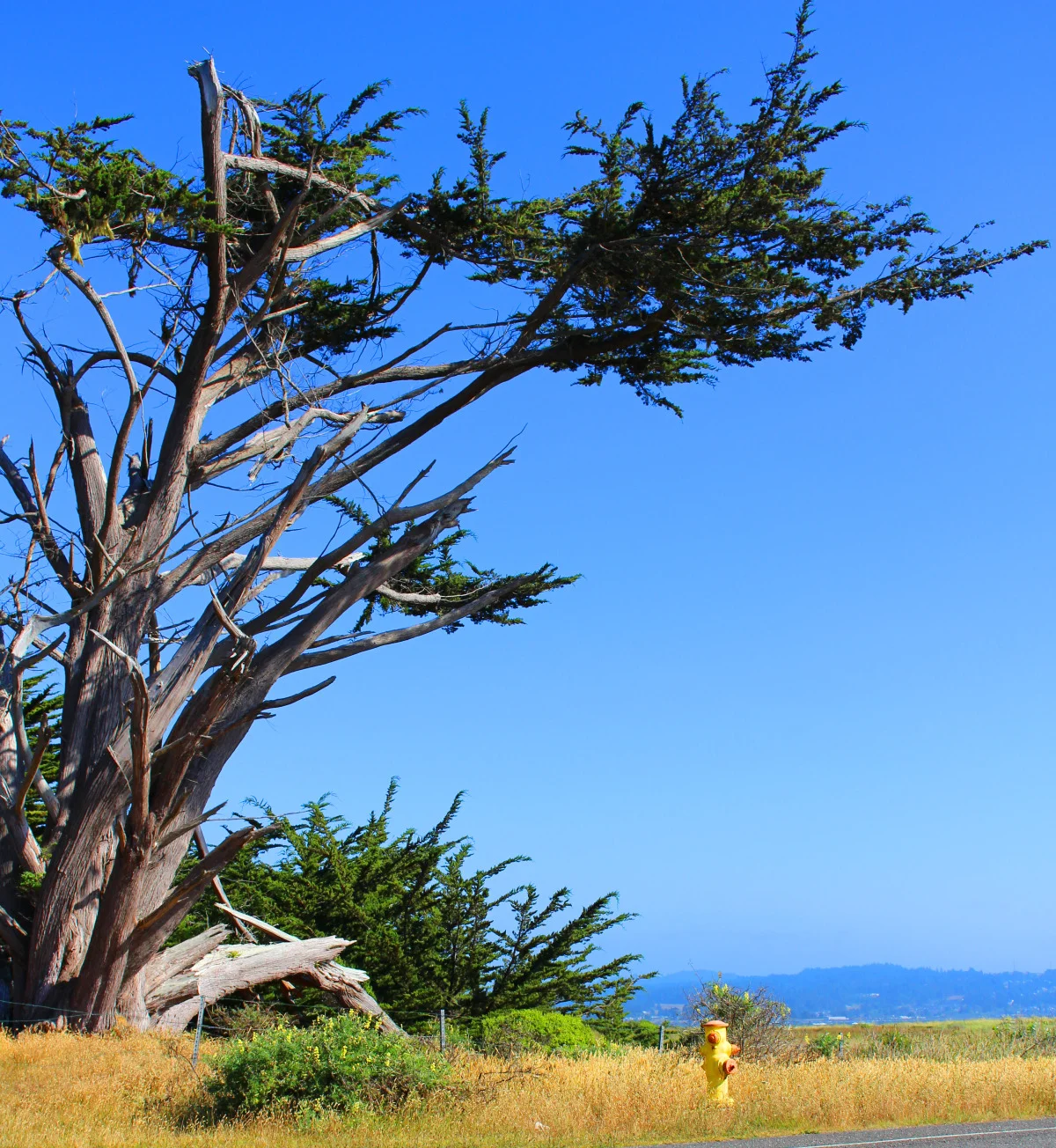tree.jpg
